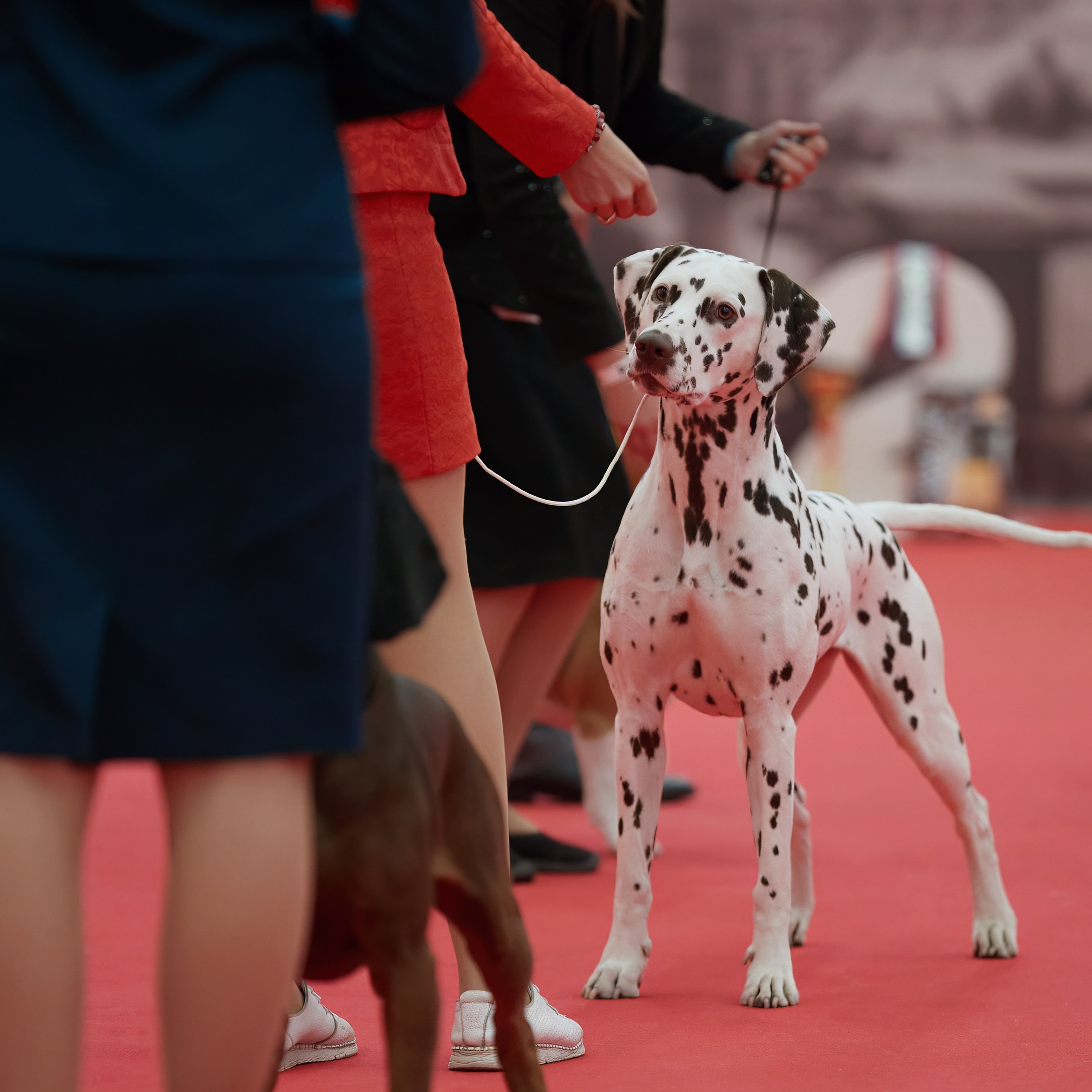 «СЕЗОН В НИЖНЕМ» НИЖНИЙ НОВГОРОД-2024. ФОТОГРАФ-АНИМАЛИСТ l LANA POLYAKOVA