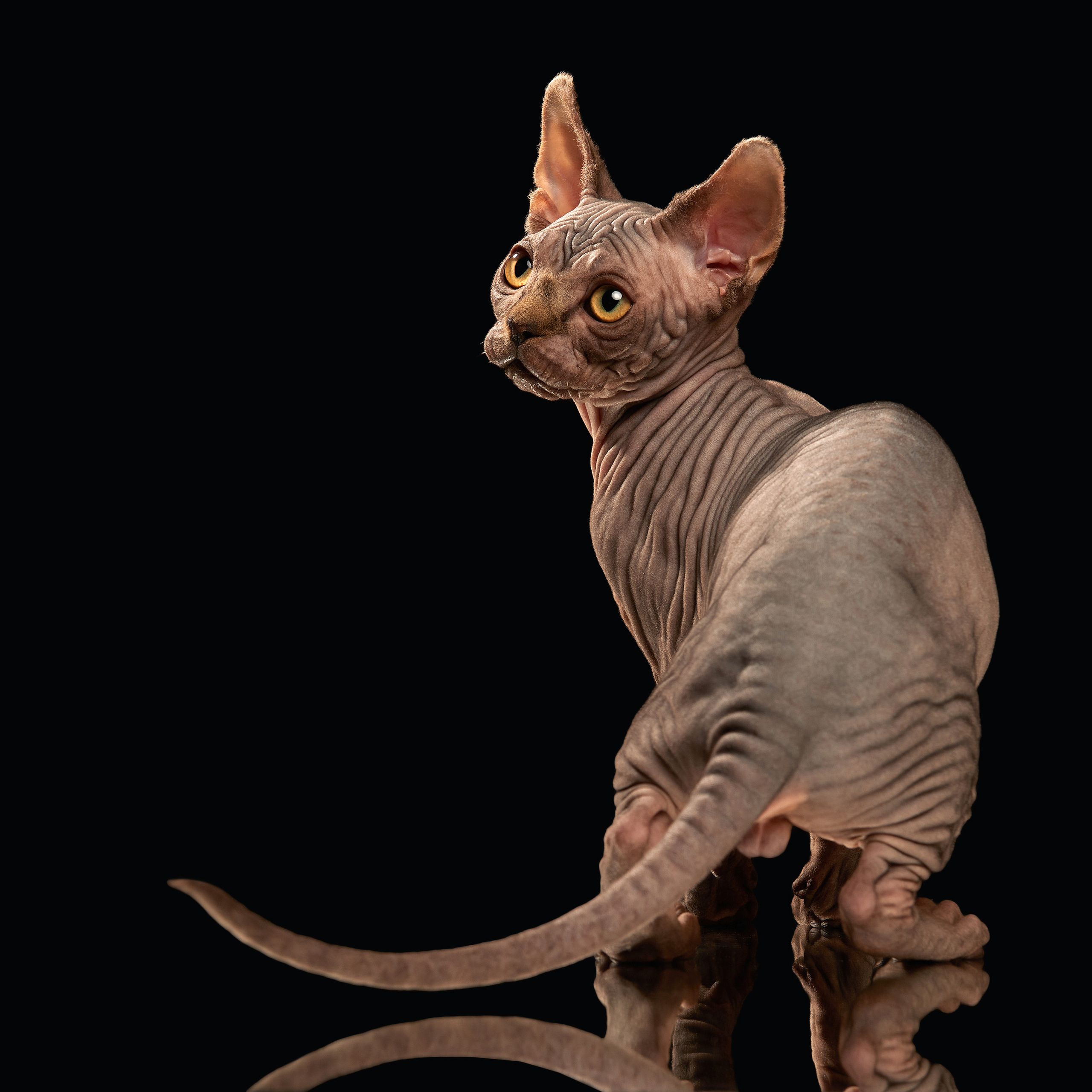 Паштет в объективе. ФОТОГРАФ-АНИМАЛИСТ l LANA POLYAKOVA