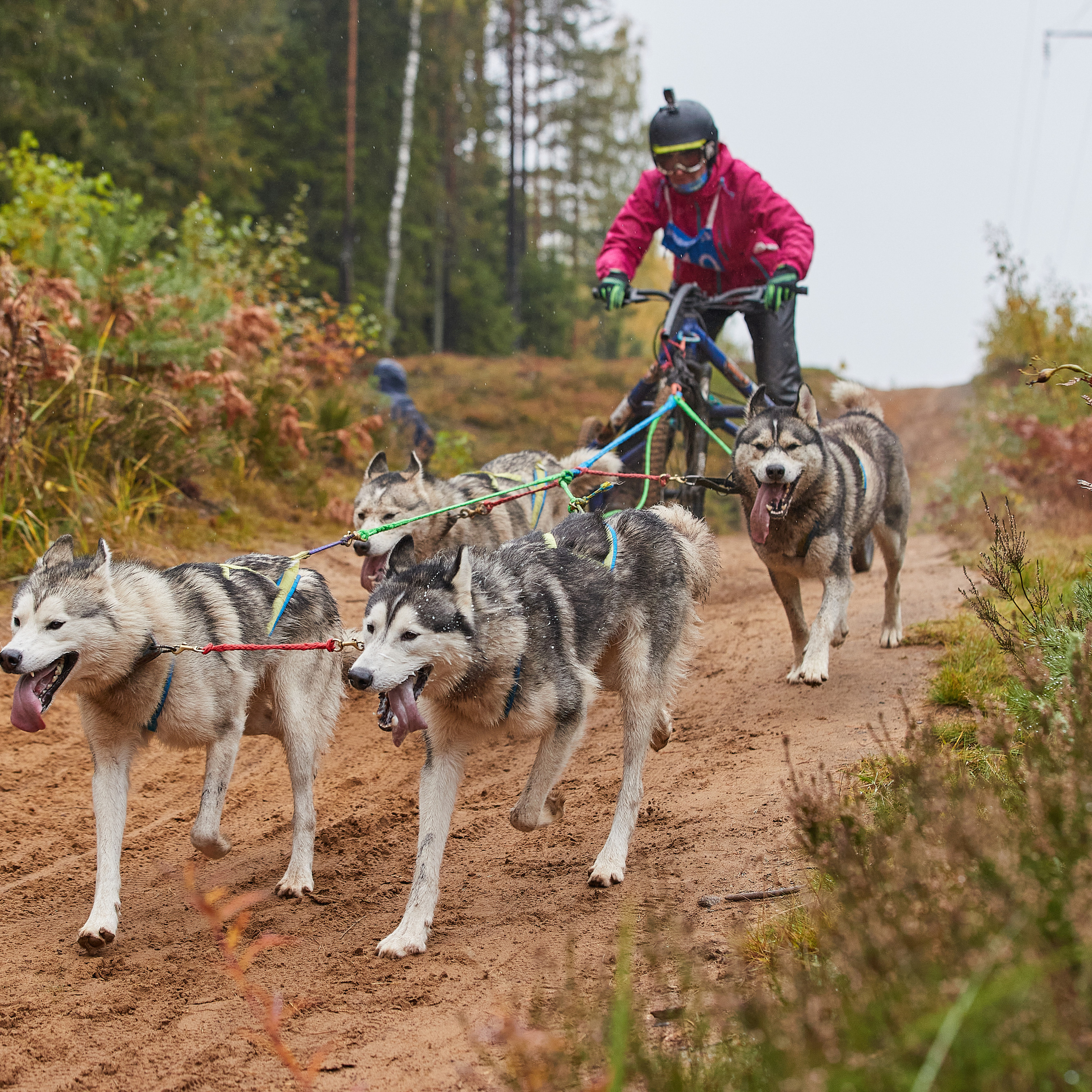 ЧЕМПИОНАТ РОССИИ РКФ 25–26 сентября 2021 г. ФОТОГРАФ-АНИМАЛИСТ l LANA POLYAKOVA