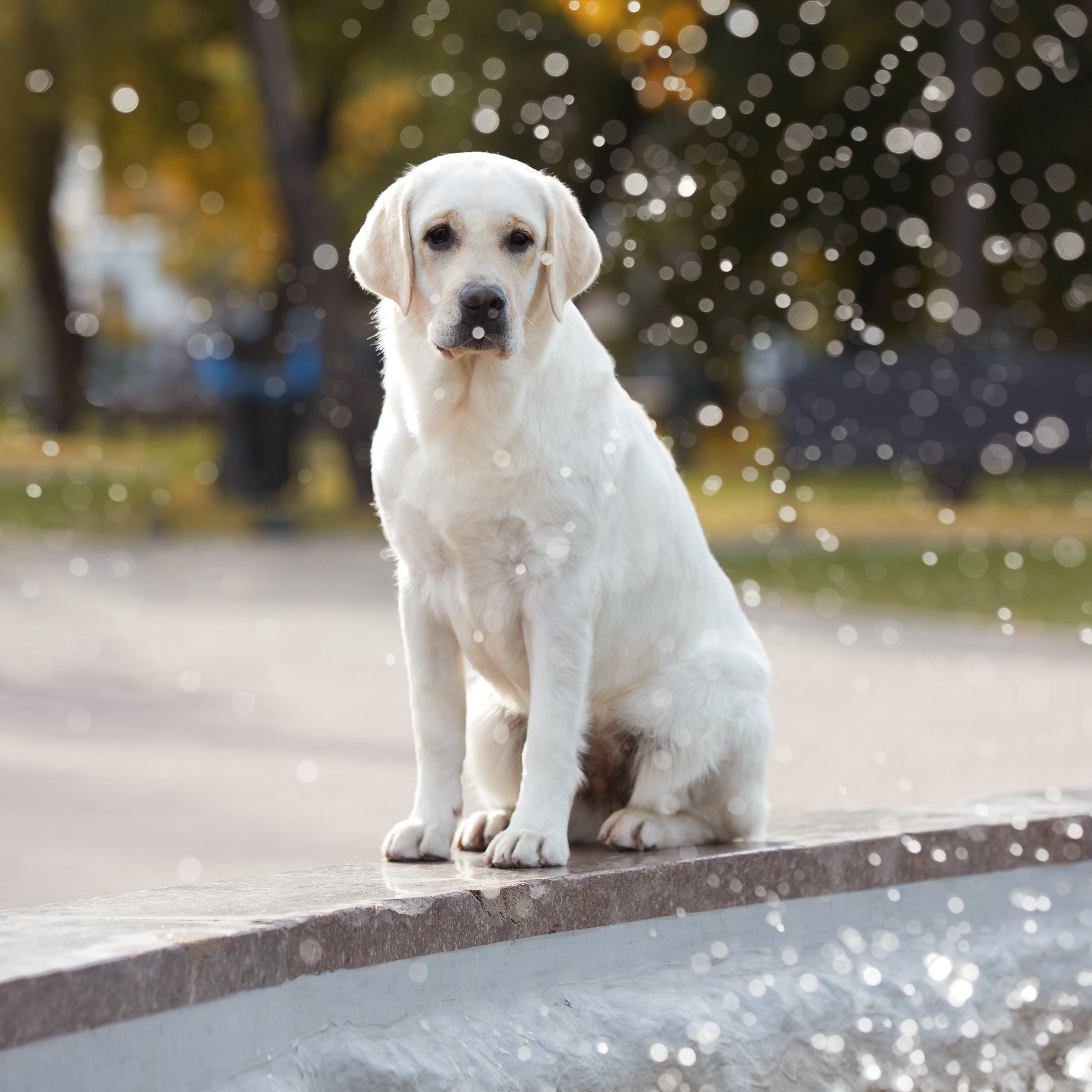 Путешествие к Байкалу. Фотосессии в Иркутске. ФОТОГРАФ-АНИМАЛИСТ l LANA POLYAKOVA