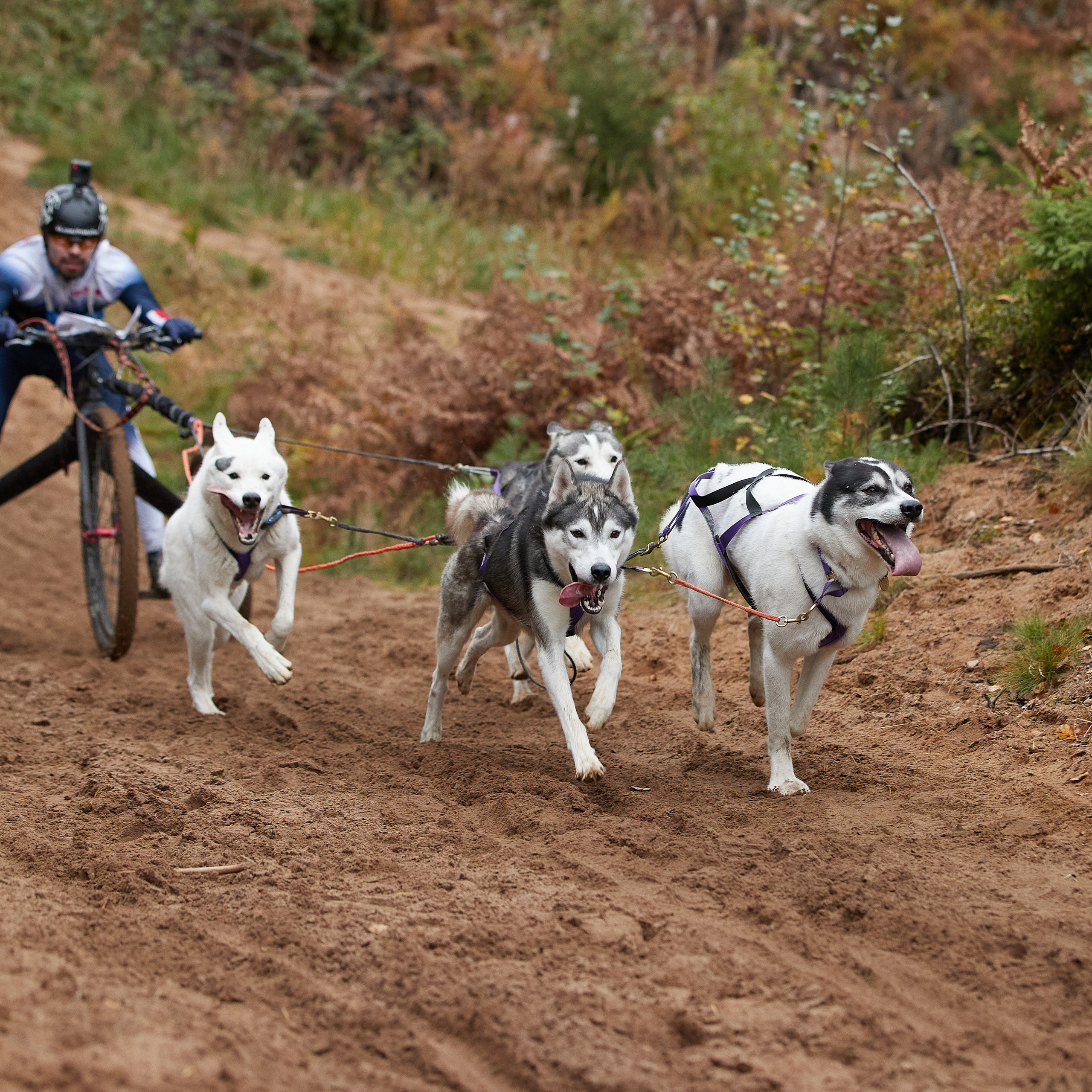 ЧЕМПИОНАТ РОССИИ РКФ 25–26 сентября 2021 г. ФОТОГРАФ-АНИМАЛИСТ l LANA POLYAKOVA