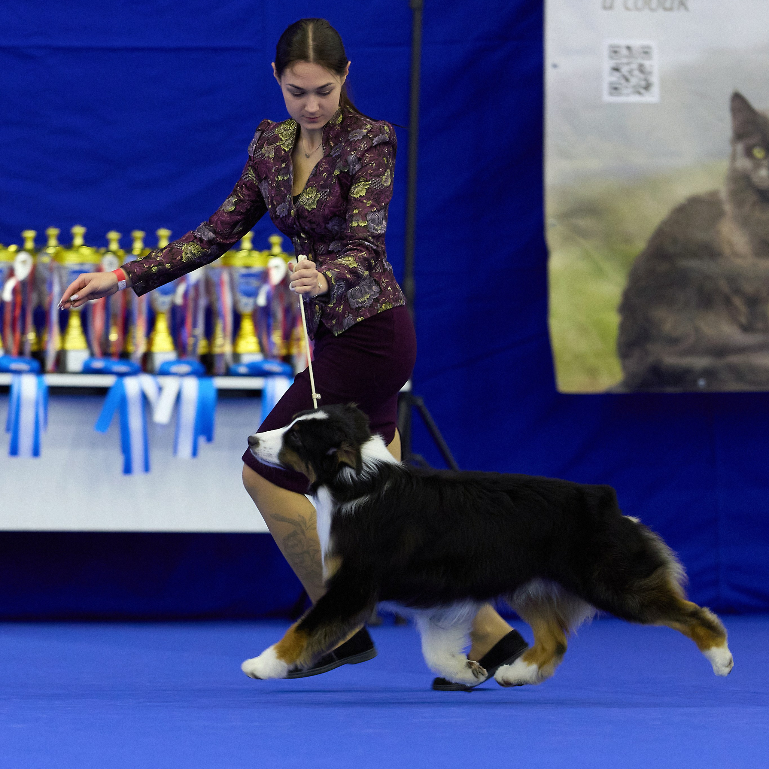 ВЫСТАВКА СОБАК С ОСОБЫМ СТАТУСОМ «НЕВСКИЙ ПОБЕДИТЕЛЬ» 12-13-14.12.2025. ФОТОГРАФ-АНИМАЛИСТ l LANA POLYAKOVA