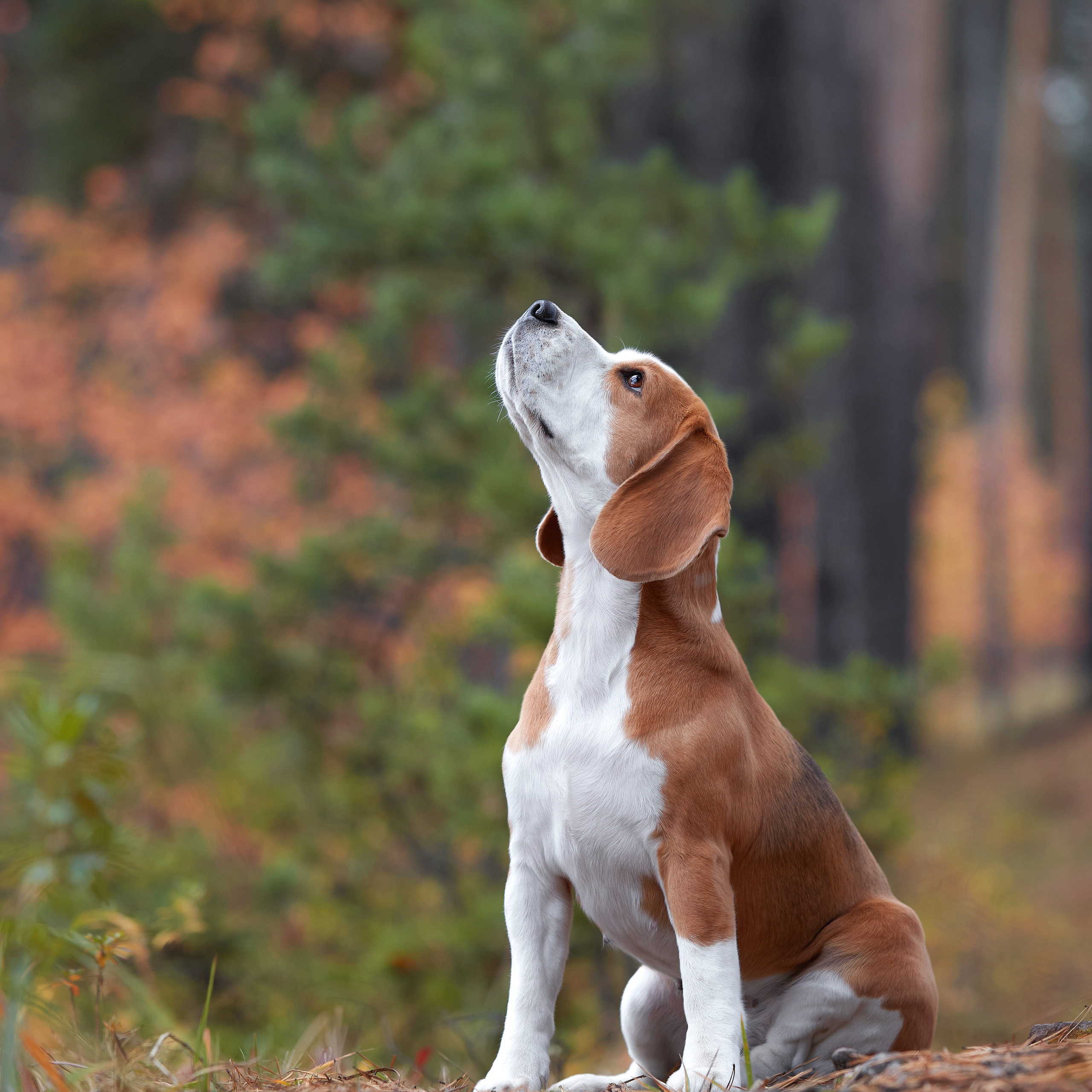 Путешествие к Байкалу. Фотосессии в Иркутске. ФОТОГРАФ-АНИМАЛИСТ l LANA POLYAKOVA