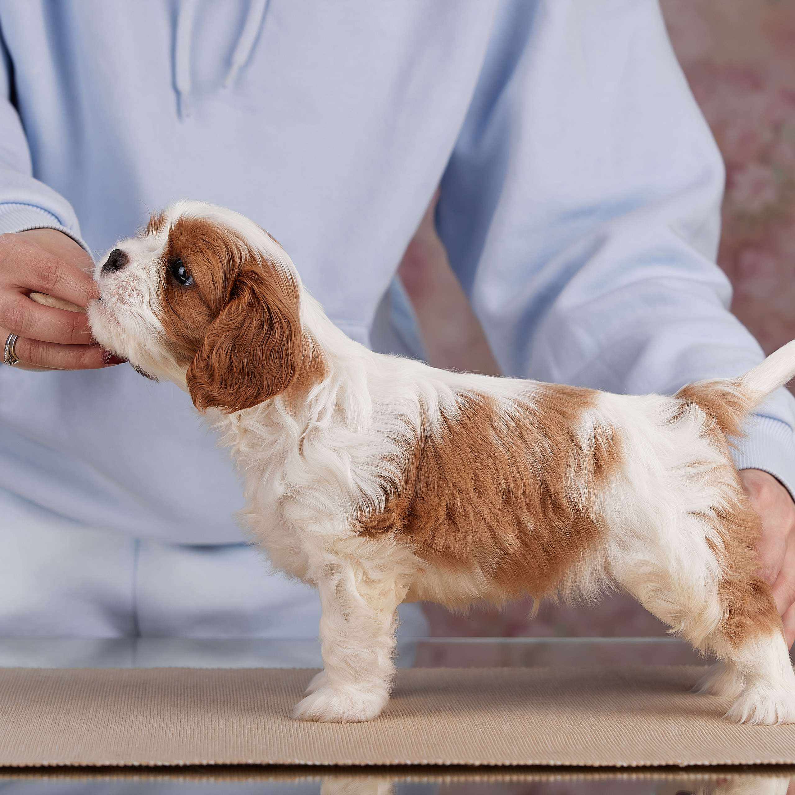 Домашняя фотосессия малышей кавалеров. ФОТОГРАФ-АНИМАЛИСТ l LANA POLYAKOVA
