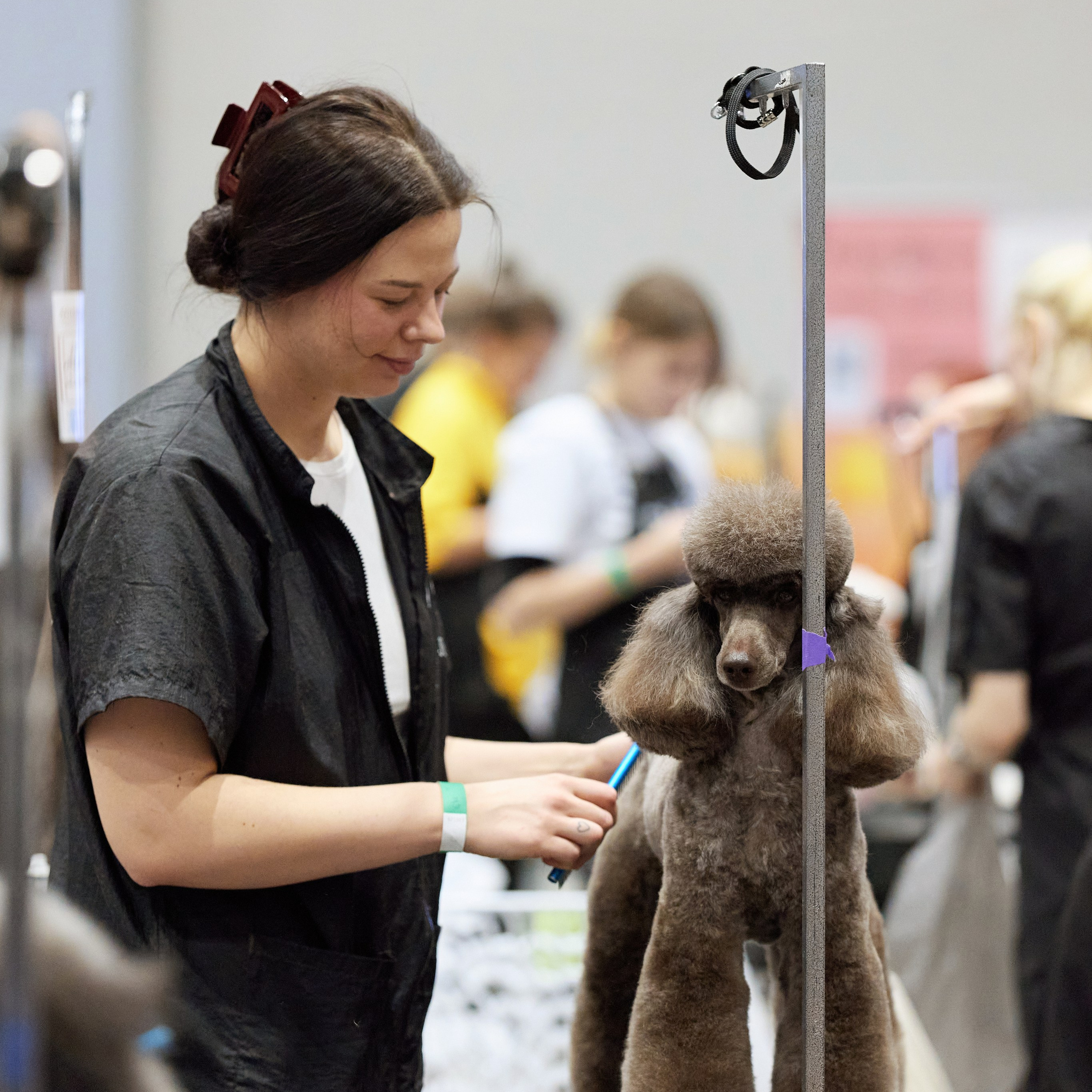 ВЫСТАВКА СОБАК С ОСОБЫМ СТАТУСОМ «НЕВСКИЙ ПОБЕДИТЕЛЬ» 12-13-14.12.2025. ФОТОГРАФ-АНИМАЛИСТ l LANA POLYAKOVA