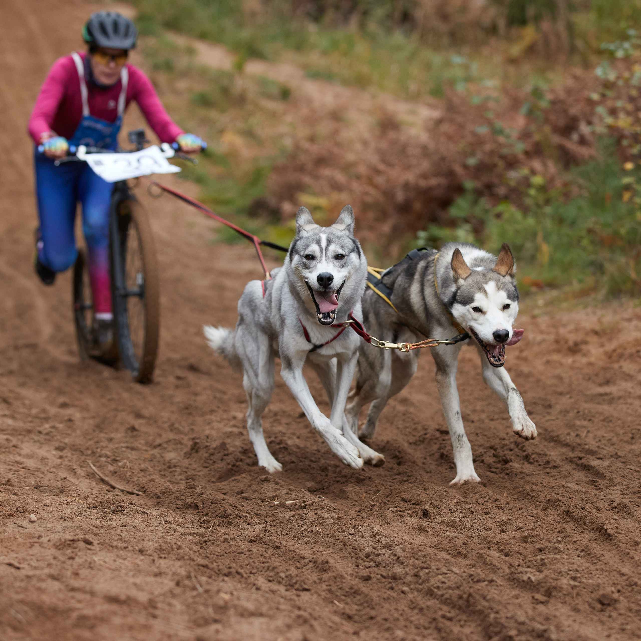 ЧЕМПИОНАТ РОССИИ РКФ 25–26 сентября 2021 г. ФОТОГРАФ-АНИМАЛИСТ l LANA POLYAKOVA