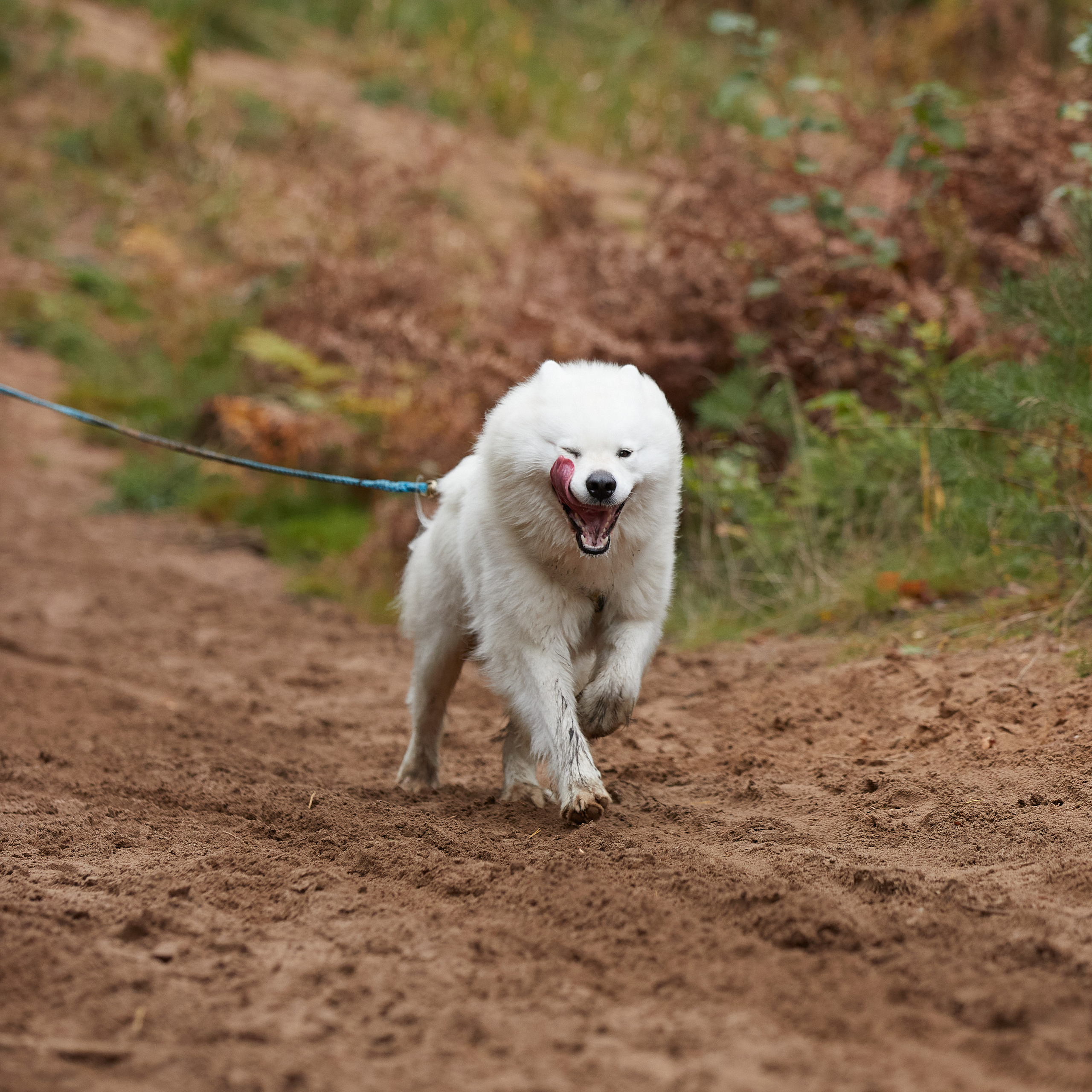 ЧЕМПИОНАТ РОССИИ РКФ 25–26 сентября 2021 г. ФОТОГРАФ-АНИМАЛИСТ l LANA POLYAKOVA