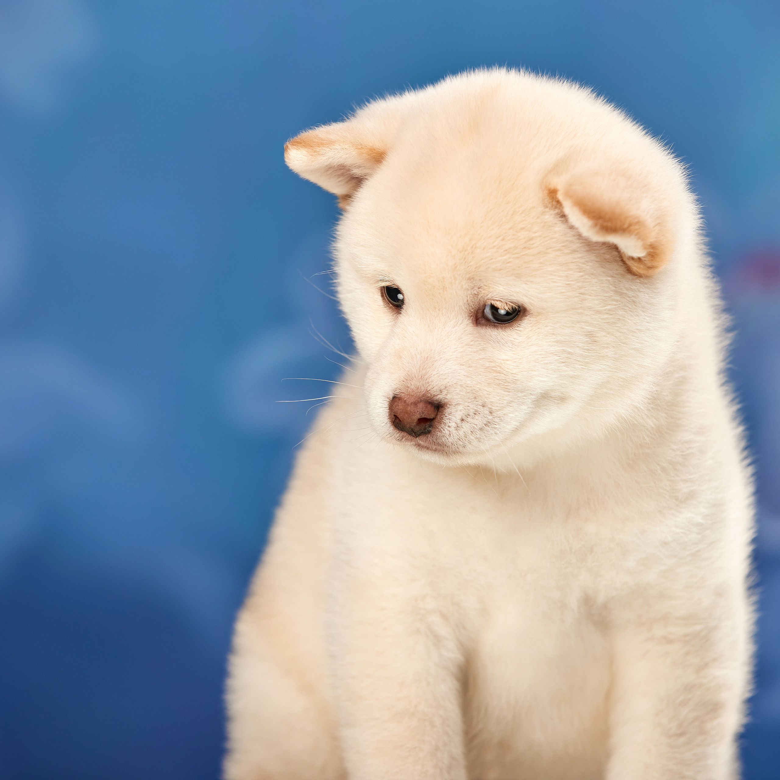 Съемка щенков на дому. ФОТОГРАФ-АНИМАЛИСТ l LANA POLYAKOVA