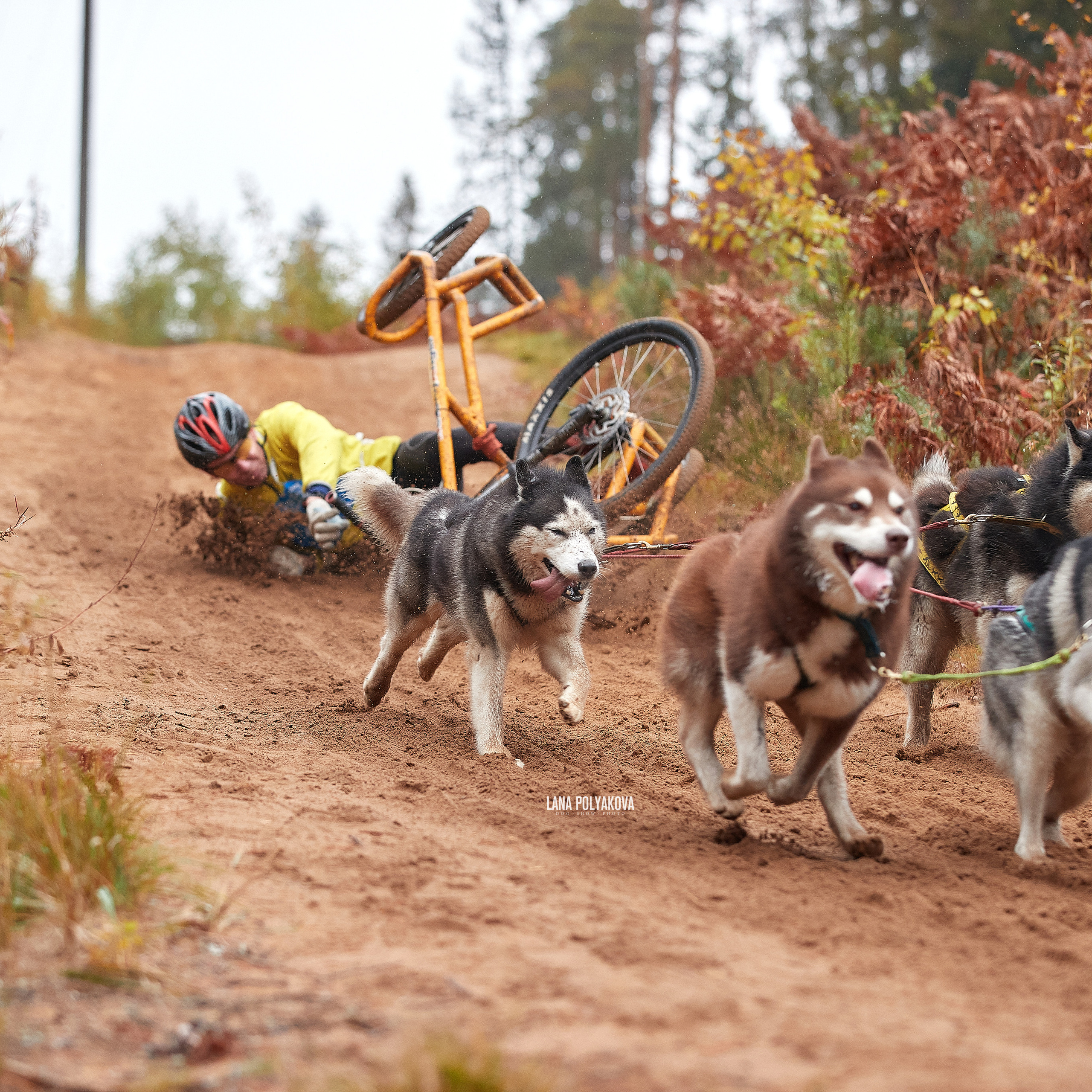 ЧЕМПИОНАТ РОССИИ РКФ 25–26 сентября 2021 г. ФОТОГРАФ-АНИМАЛИСТ l LANA POLYAKOVA