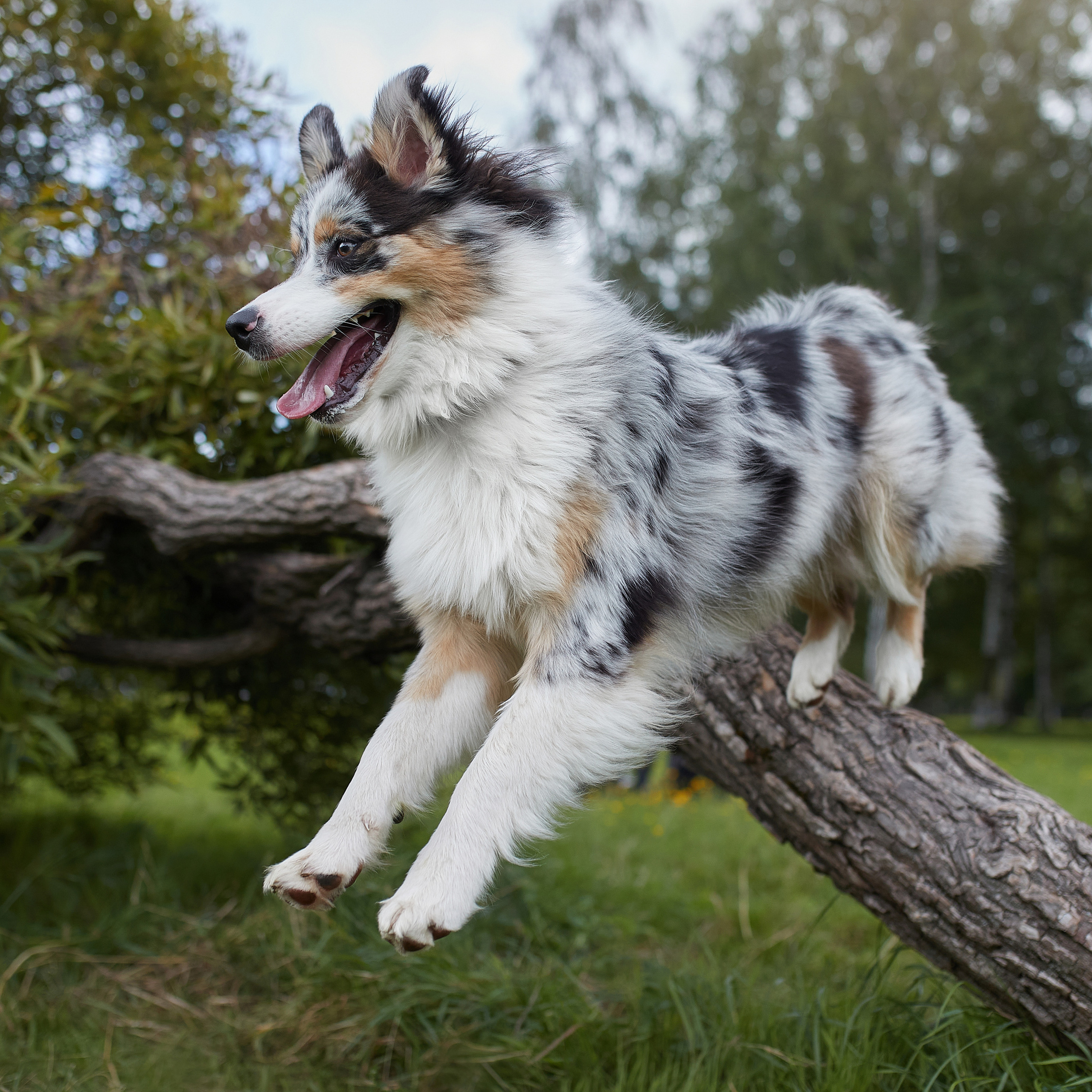Айза на фотопрогулке. ФОТОГРАФ-АНИМАЛИСТ l LANA POLYAKOVA