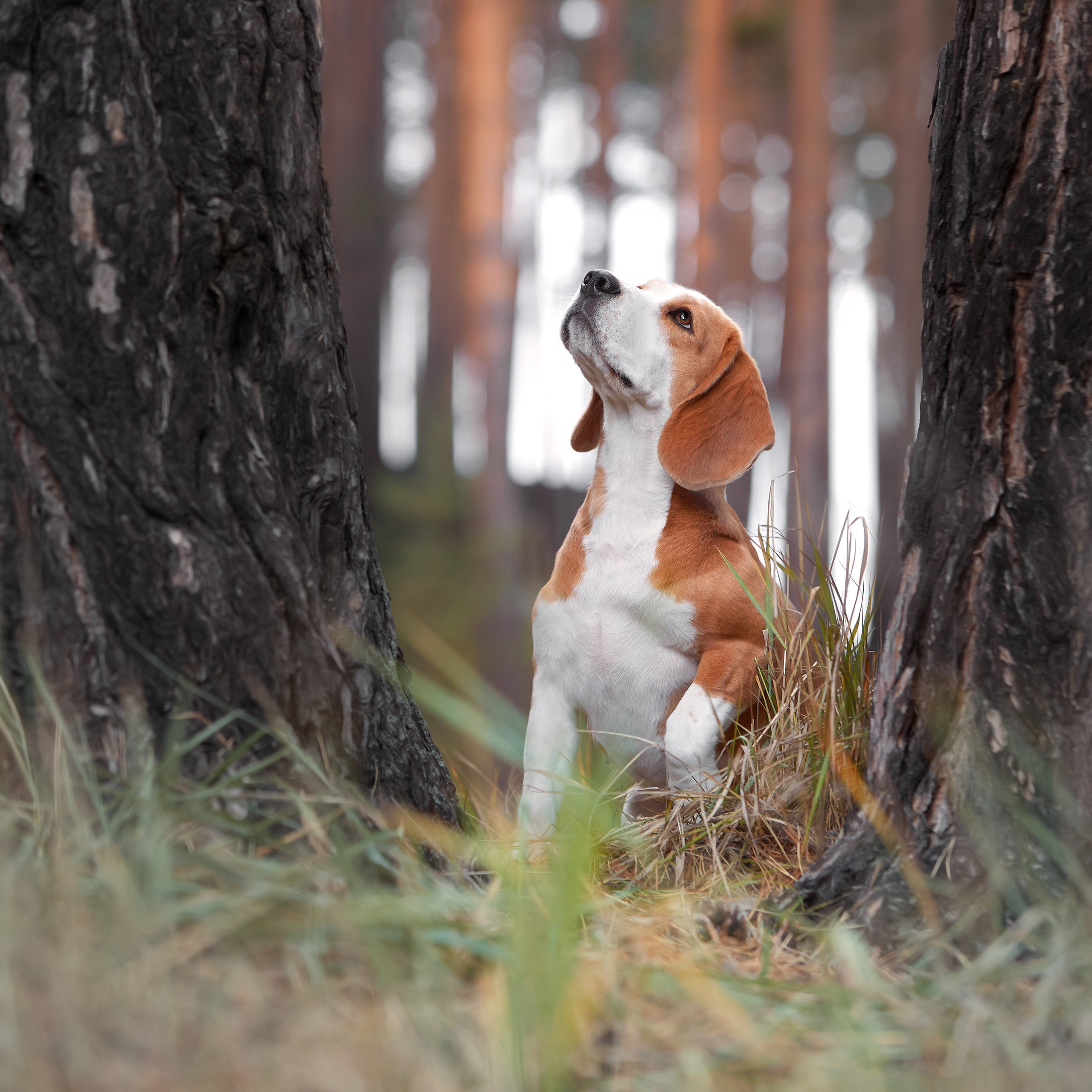 Путешествие к Байкалу. Фотосессии в Иркутске. ФОТОГРАФ-АНИМАЛИСТ l LANA POLYAKOVA