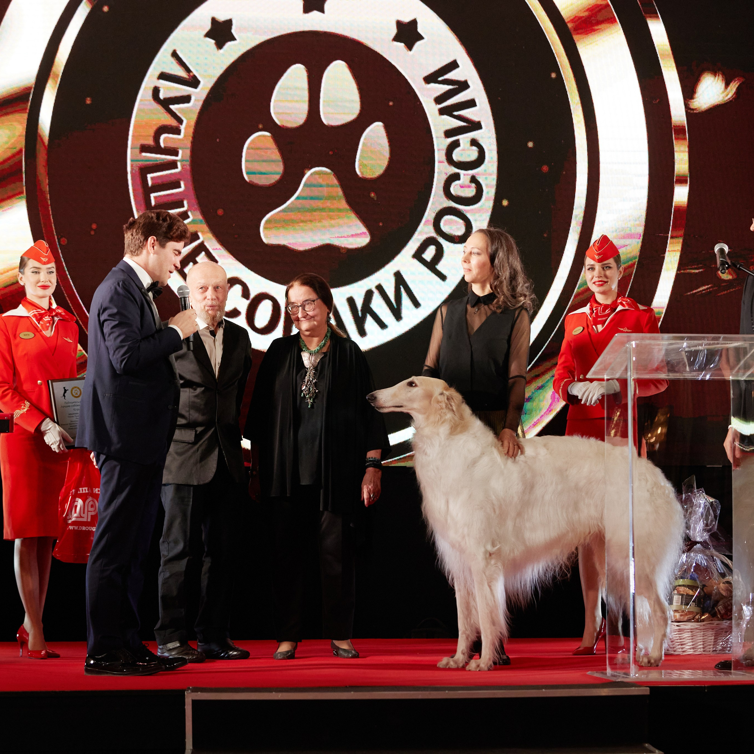 Репортаж с церемонии «BEST RUSSIAN DOG 2023». ФОТОГРАФ-АНИМАЛИСТ l LANA POLYAKOVA
