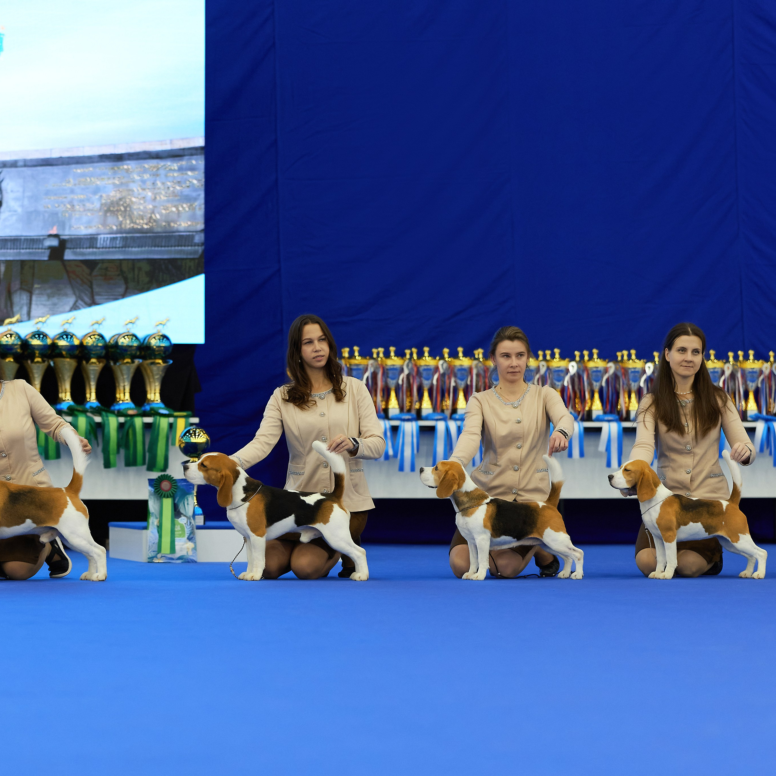 ВЫСТАВКА СОБАК С ОСОБЫМ СТАТУСОМ «НЕВСКИЙ ПОБЕДИТЕЛЬ» 12-13-14.12.2025. ФОТОГРАФ-АНИМАЛИСТ l LANA POLYAKOVA