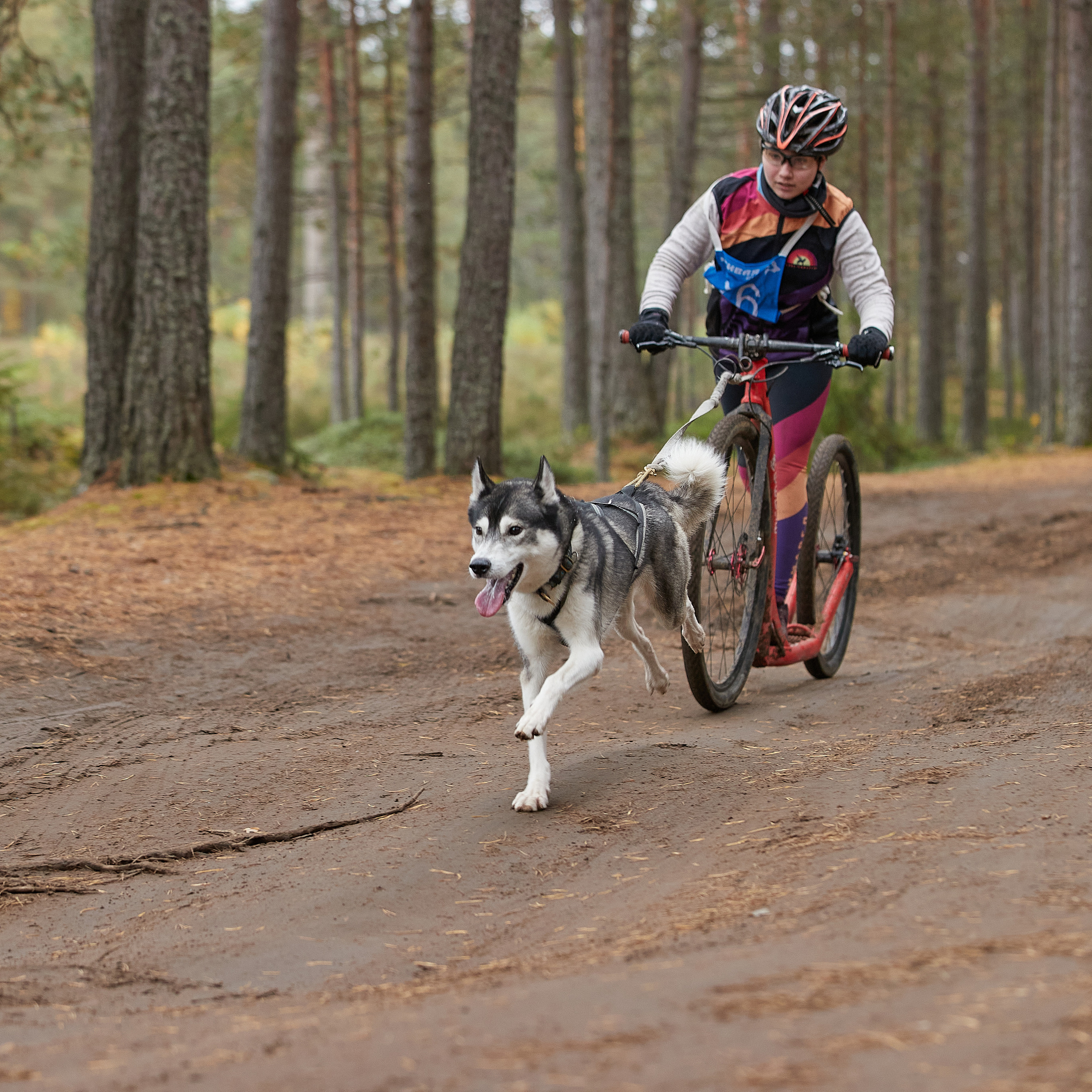 ЧЕМПИОНАТ РОССИИ РКФ 25–26 сентября 2021 г. ФОТОГРАФ-АНИМАЛИСТ l LANA POLYAKOVA