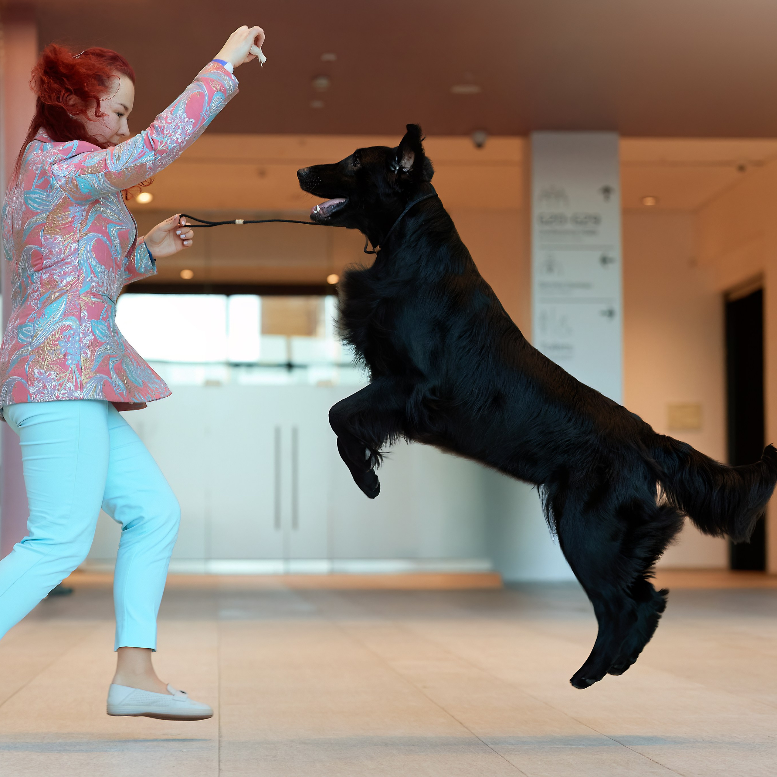 ВЫСТАВКА СОБАК С ОСОБЫМ СТАТУСОМ «НЕВСКИЙ ПОБЕДИТЕЛЬ» 12-13-14.12.2025. ФОТОГРАФ-АНИМАЛИСТ l LANA POLYAKOVA