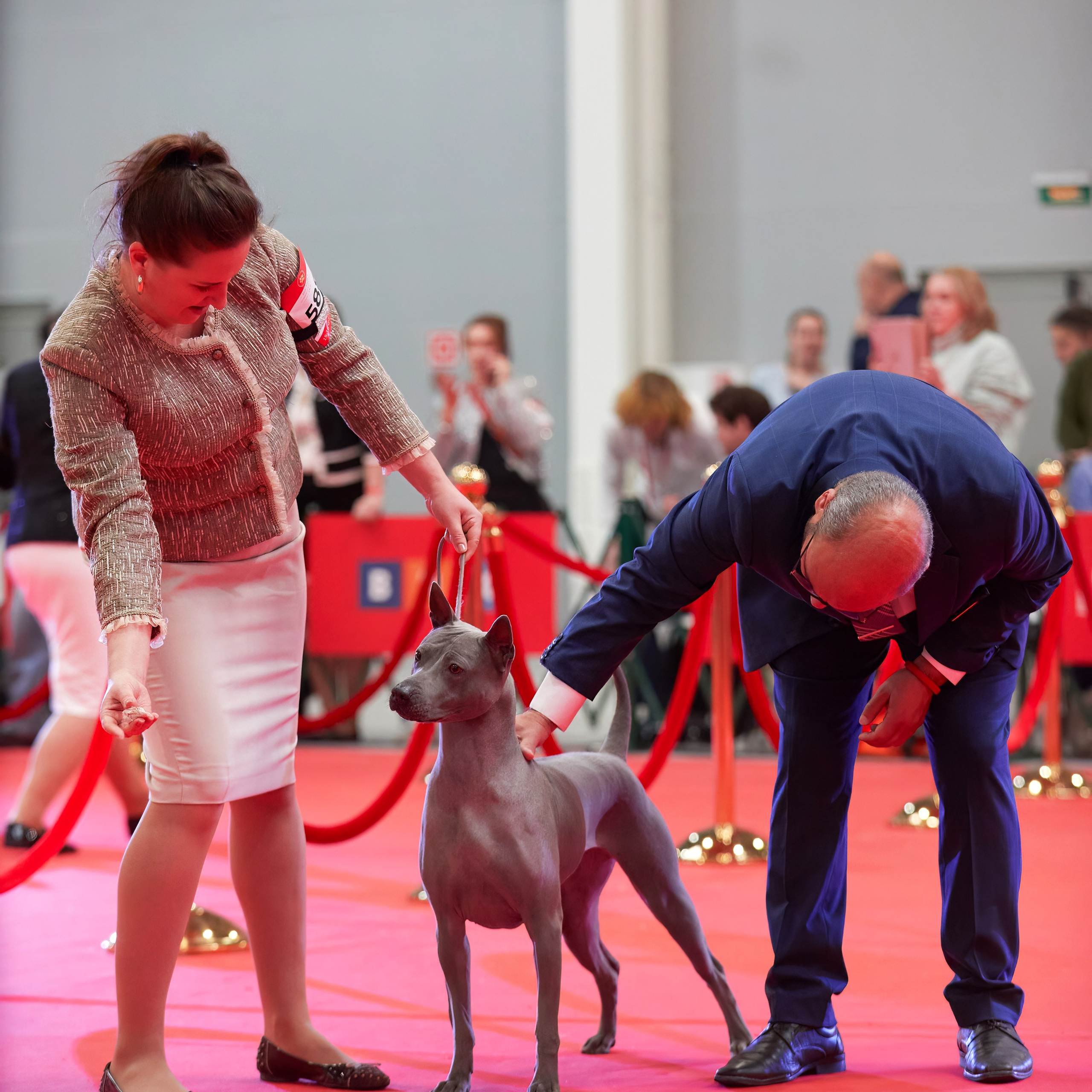 Шоу чемпионов «ЛУЧШИЕ СОБАКИ РОССИИ». ФОТОГРАФ-АНИМАЛИСТ l LANA POLYAKOVA