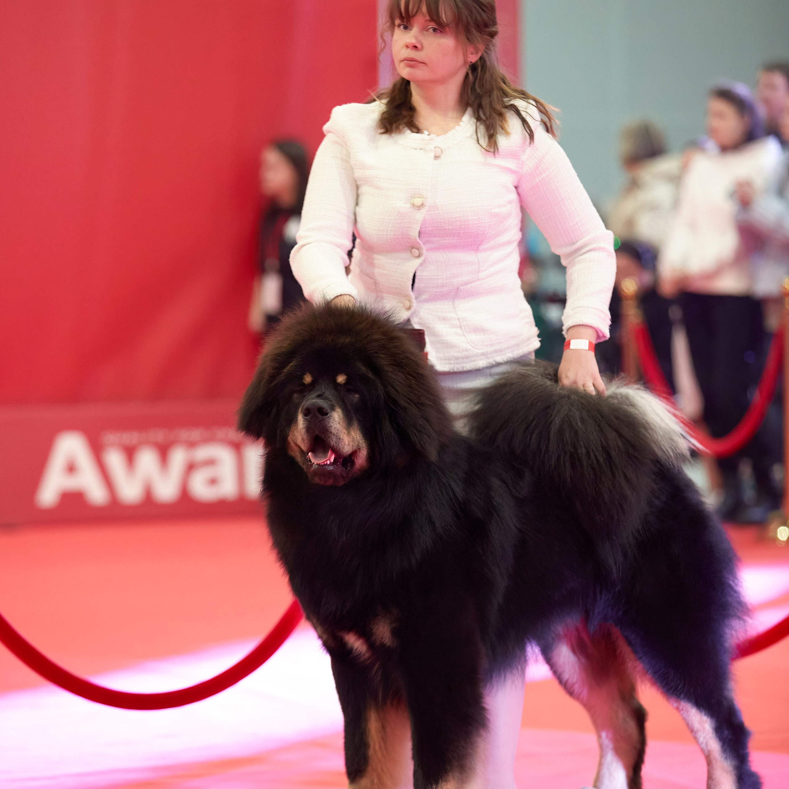 Шоу чемпионов «ЛУЧШИЕ СОБАКИ РОССИИ». ФОТОГРАФ-АНИМАЛИСТ l LANA POLYAKOVA