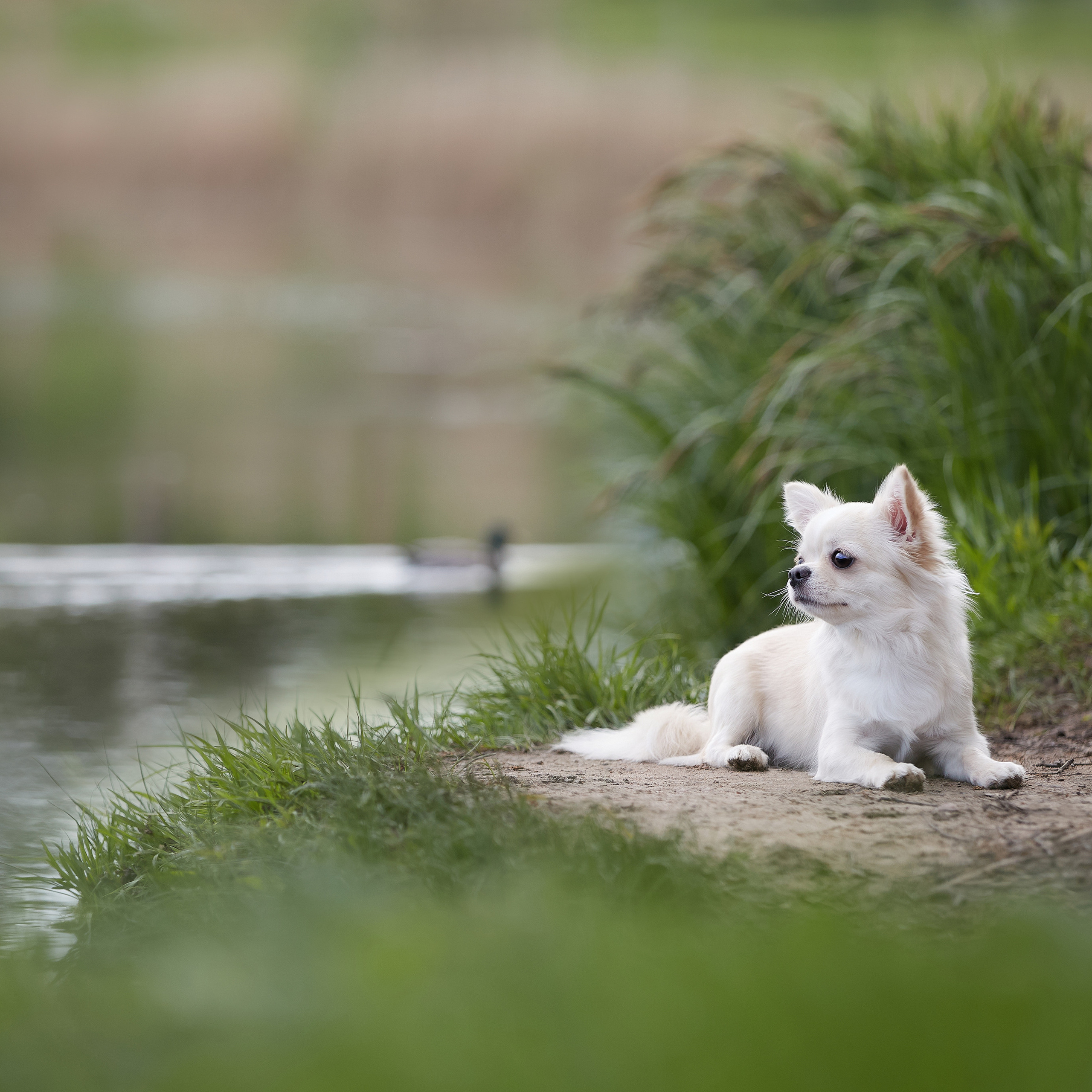 Фотопрогулка с чихуа. ФОТОГРАФ-АНИМАЛИСТ l LANA POLYAKOVA