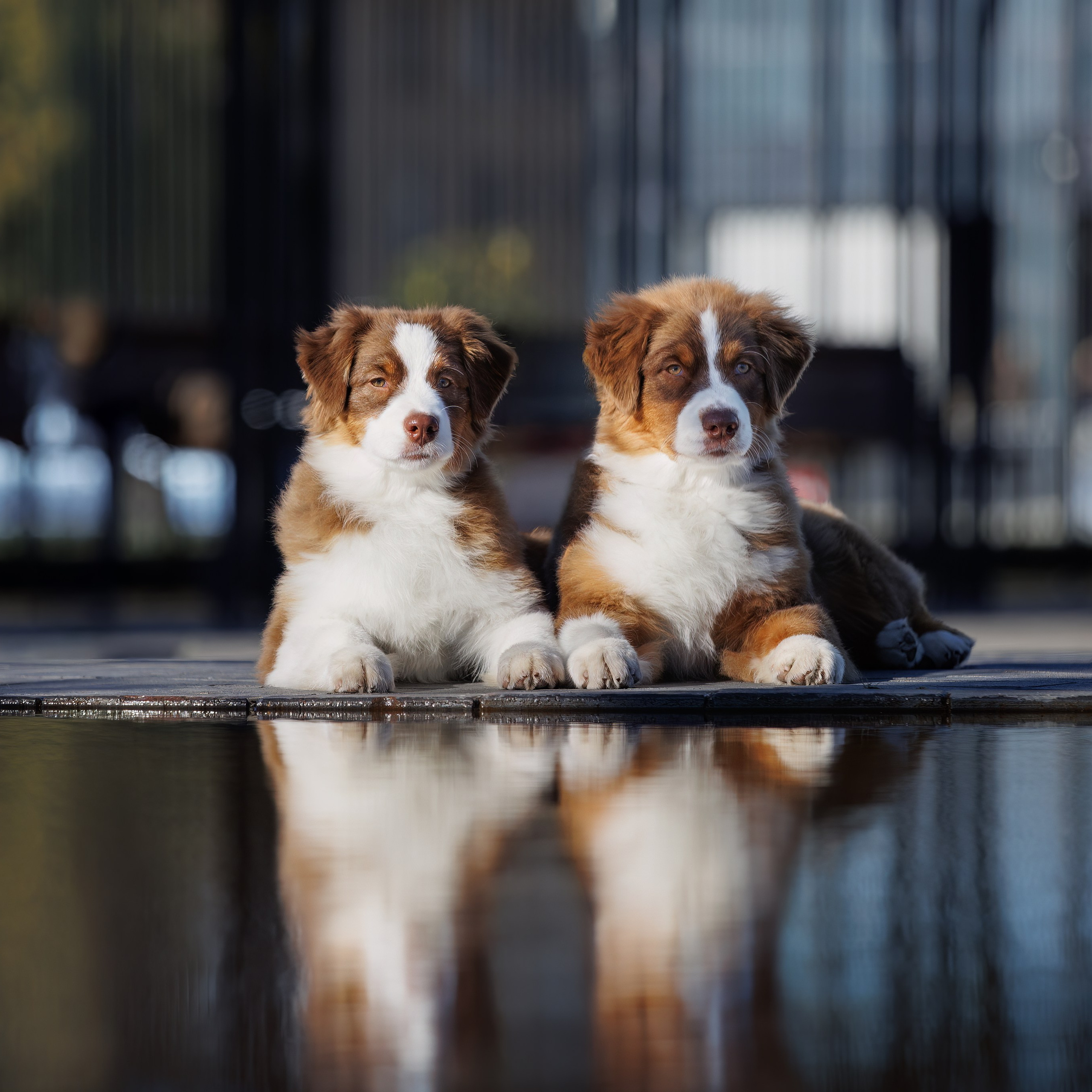 «СЕЗОН В НИЖНЕМ» НИЖНИЙ НОВГОРОД-2024. ФОТОГРАФ-АНИМАЛИСТ l LANA POLYAKOVA