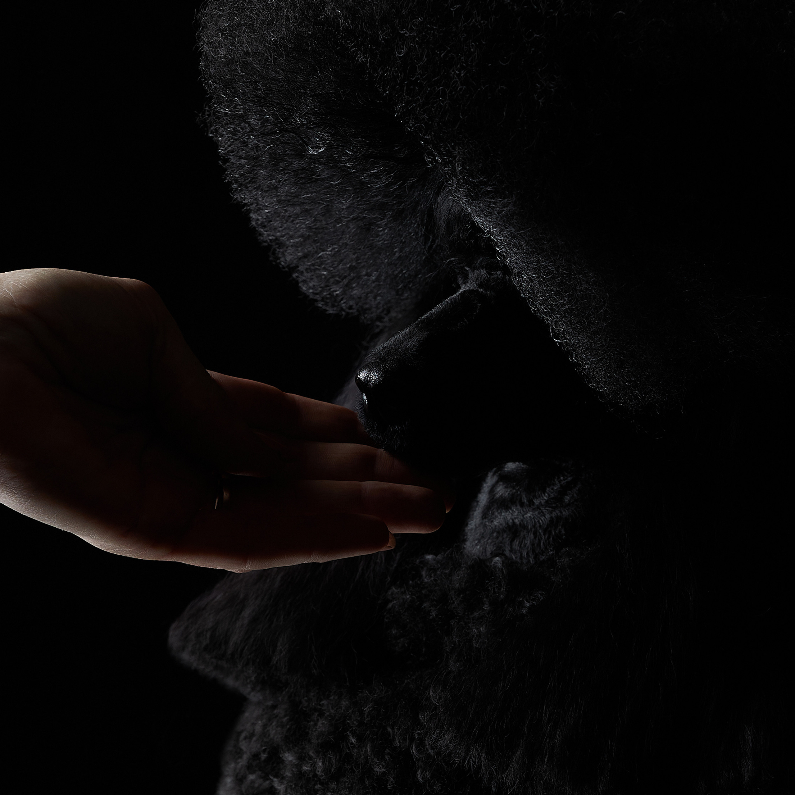 Черное на черном. ФОТОГРАФ-АНИМАЛИСТ l LANA POLYAKOVA