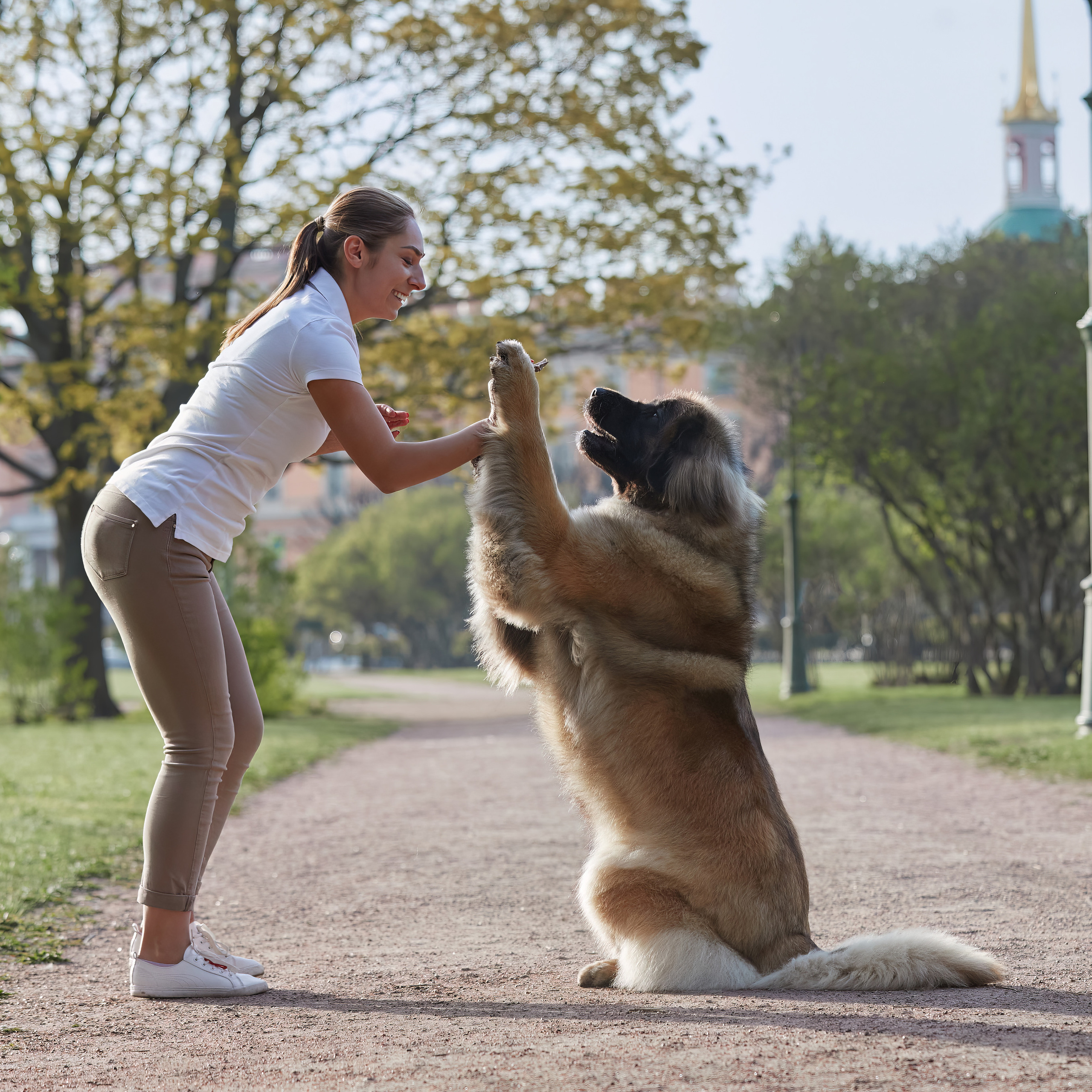 Леонбергеры в Санкт-Петербурге. ФОТОГРАФ-АНИМАЛИСТ l LANA POLYAKOVA