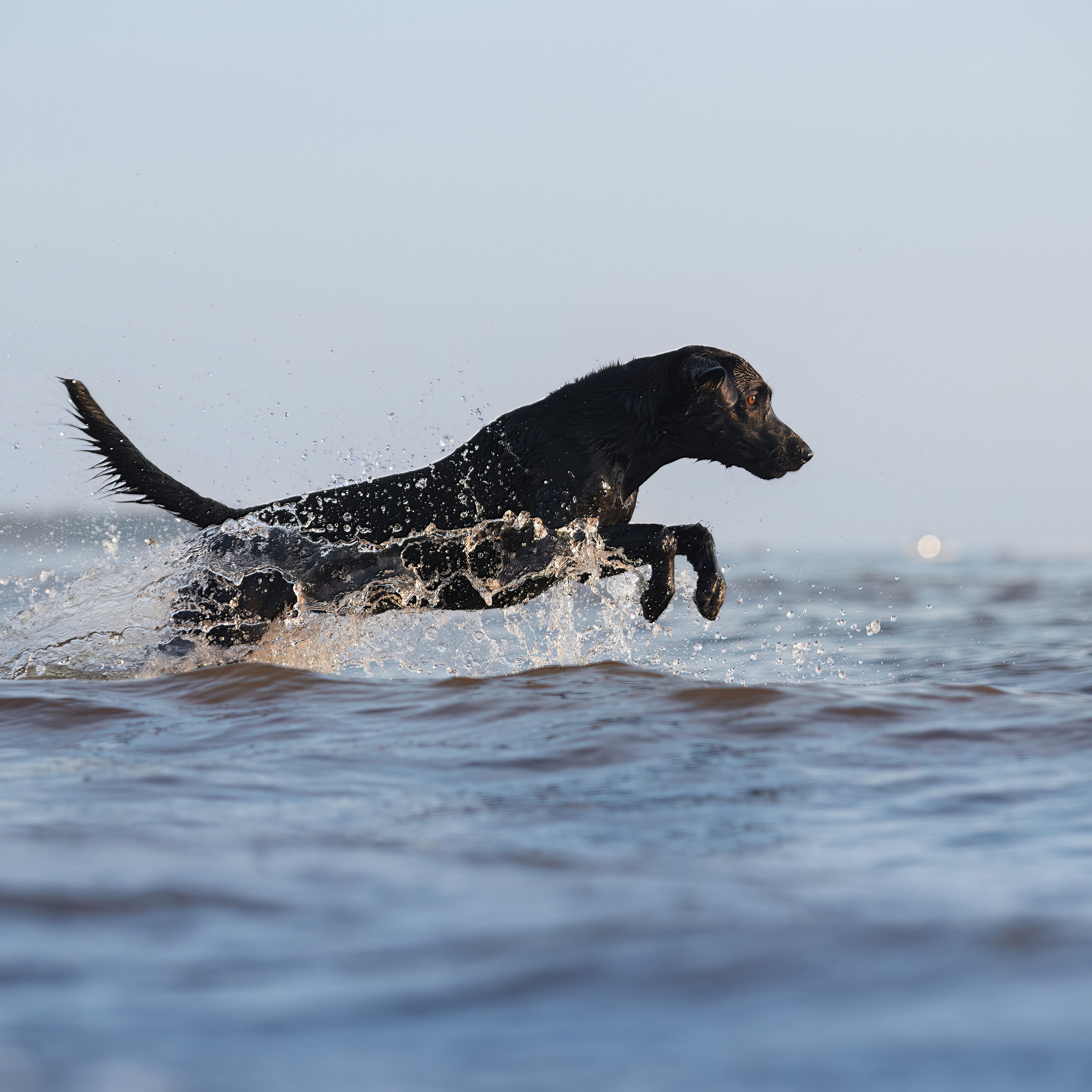 Фотопрогулка для Аджи. Вода!. ФОТОГРАФ-АНИМАЛИСТ l LANA POLYAKOVA