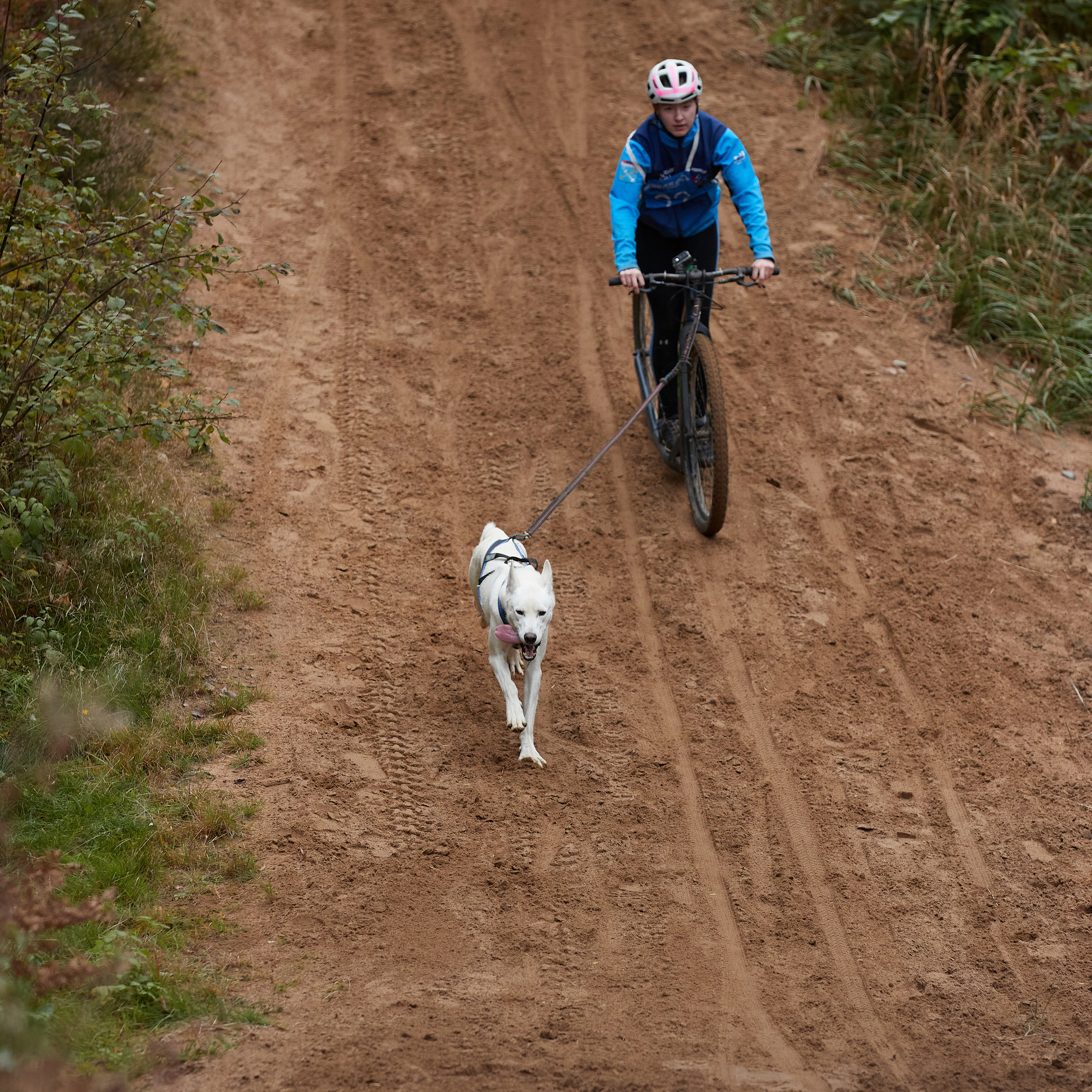 ЧЕМПИОНАТ РОССИИ РКФ 25–26 сентября 2021 г. ФОТОГРАФ-АНИМАЛИСТ l LANA POLYAKOVA