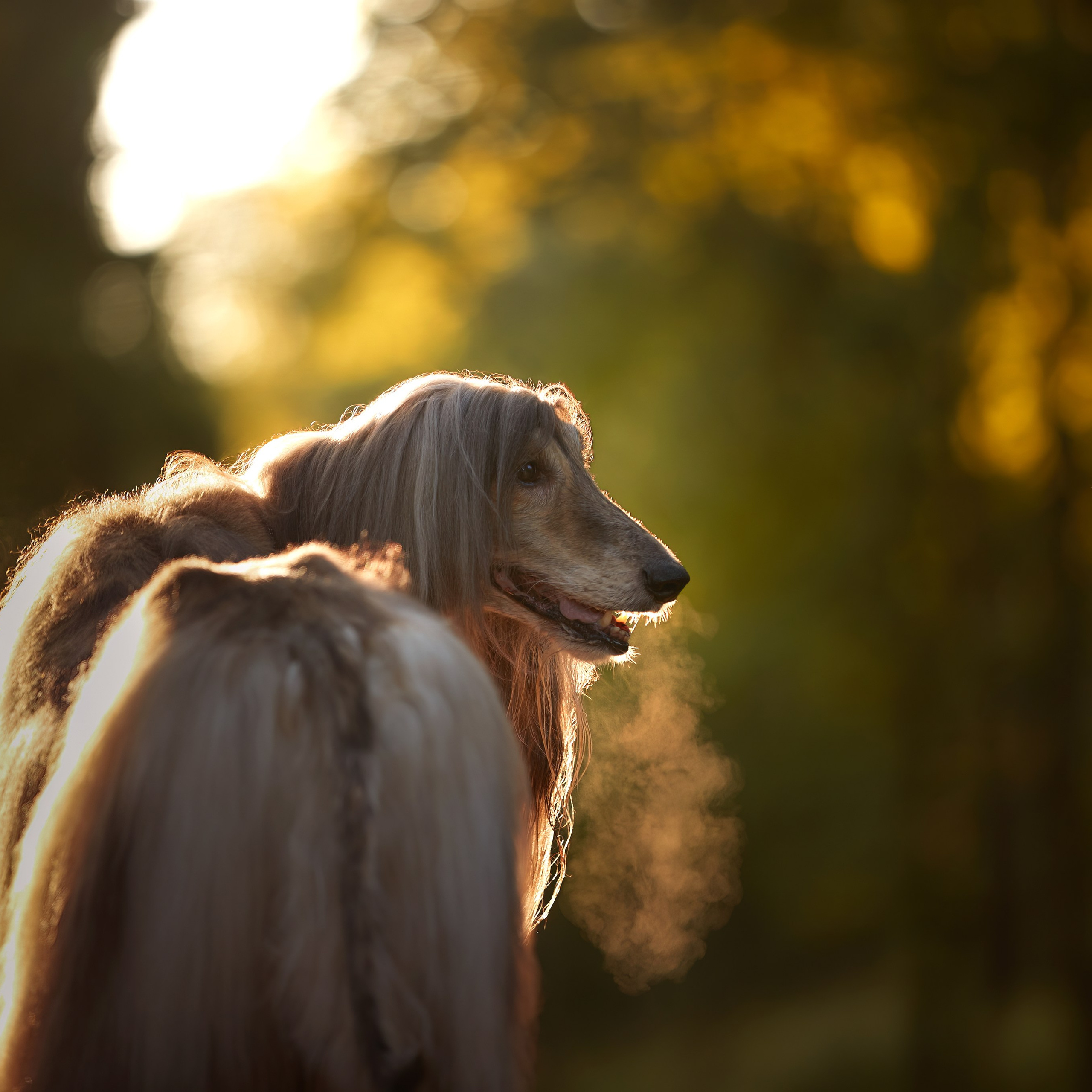 Фотопрогулка с афганами. ФОТОГРАФ-АНИМАЛИСТ l LANA POLYAKOVA