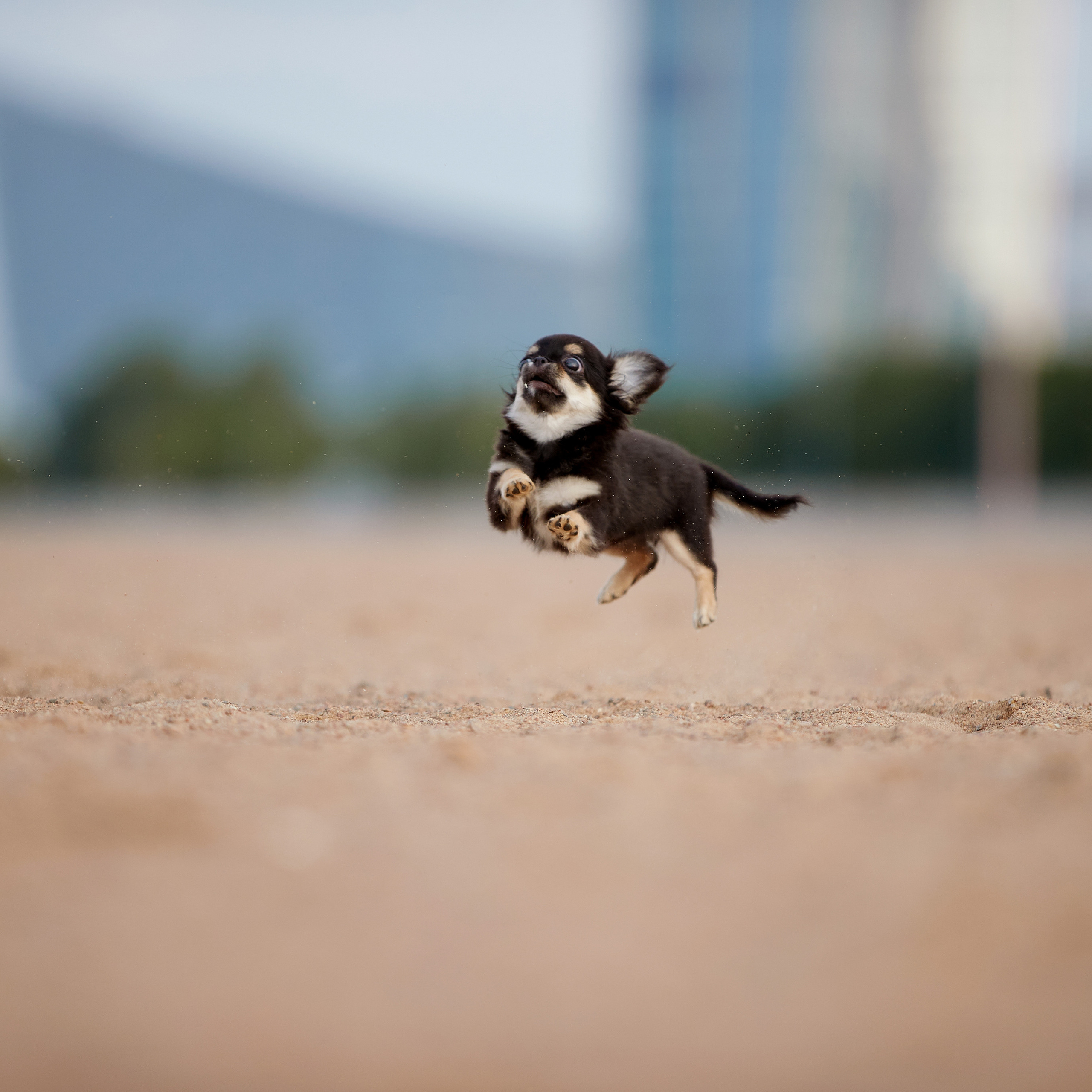 Ярик и компания. Фотопрогулка чихуа. ФОТОГРАФ-АНИМАЛИСТ l LANA POLYAKOVA