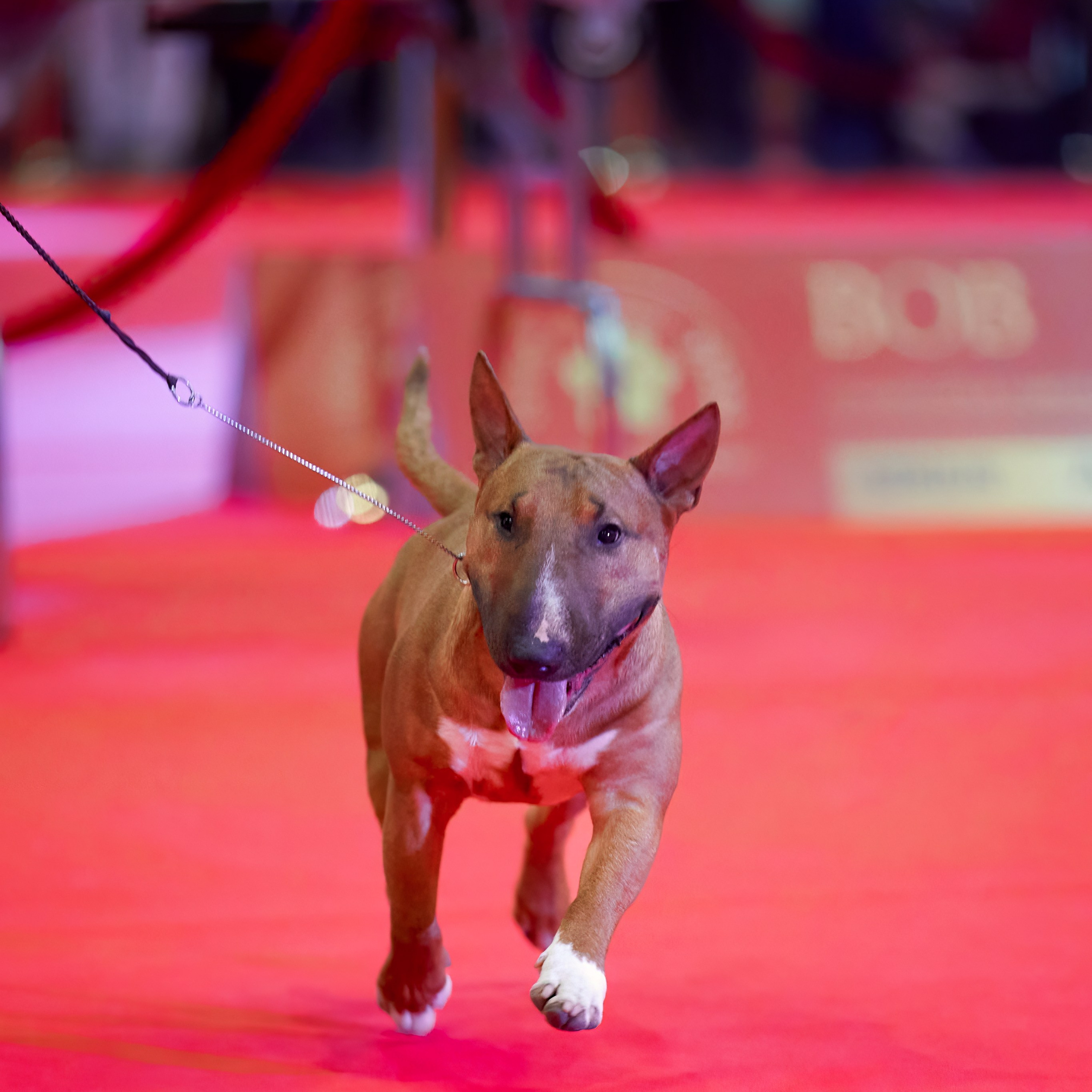 Шоу чемпионов «ЛУЧШИЕ СОБАКИ РОССИИ». ФОТОГРАФ-АНИМАЛИСТ l LANA POLYAKOVA