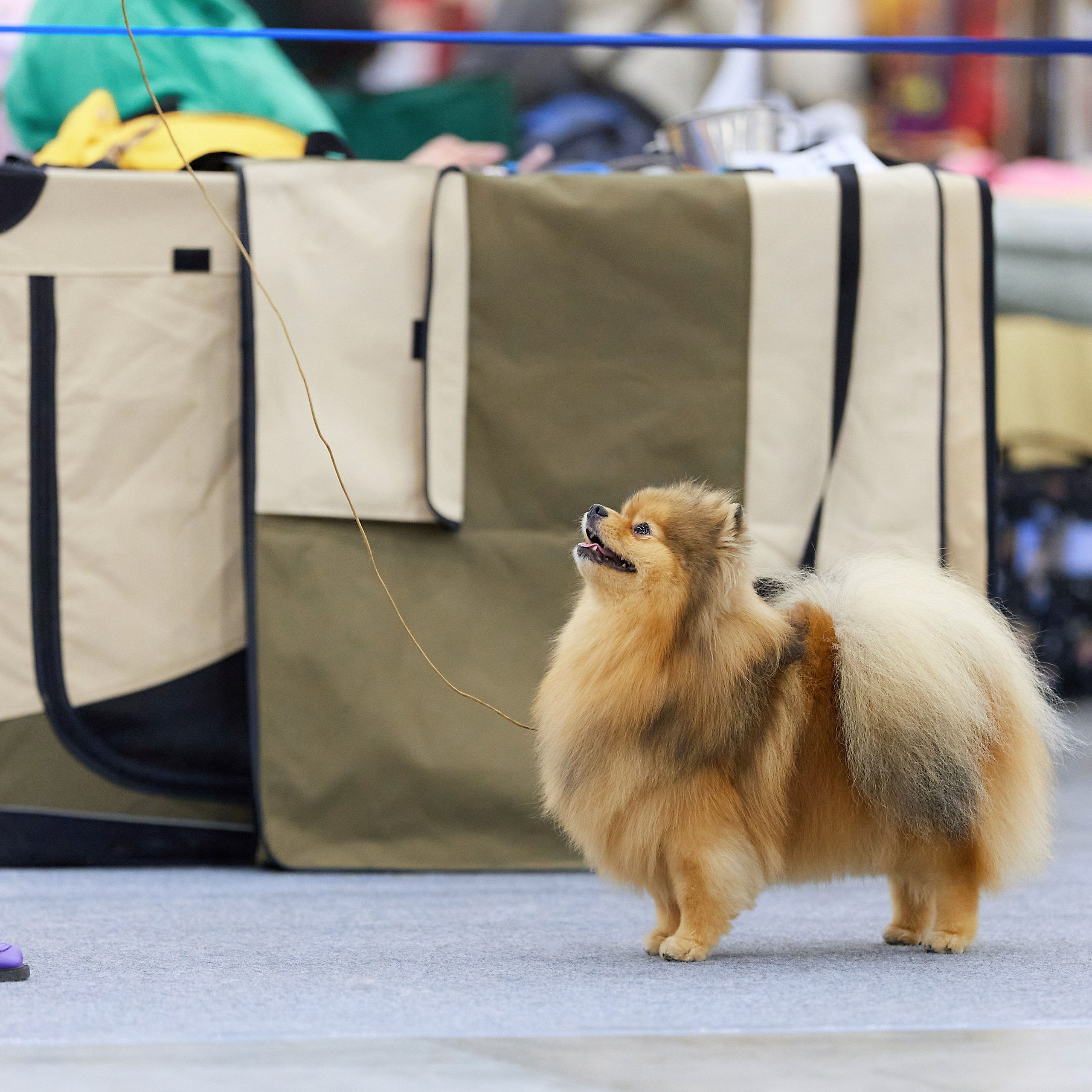 ВЫСТАВКА СОБАК С ОСОБЫМ СТАТУСОМ «НЕВСКИЙ ПОБЕДИТЕЛЬ» 12-13-14.12.2025. ФОТОГРАФ-АНИМАЛИСТ l LANA POLYAKOVA