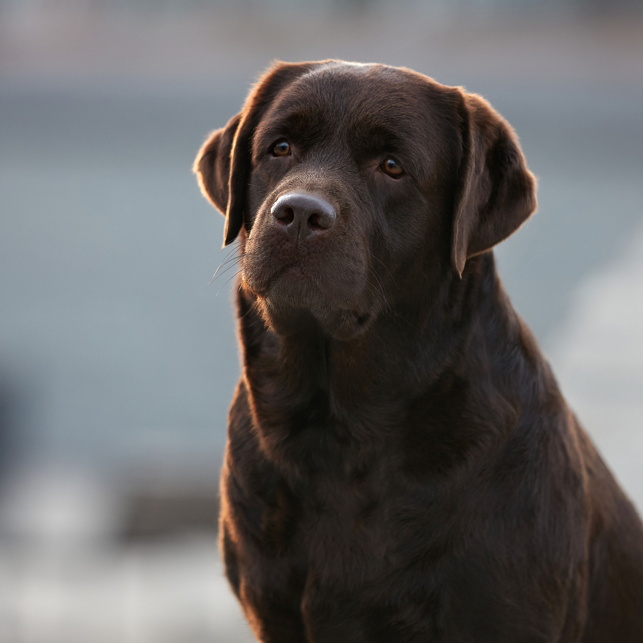 Путешествие к Байкалу. Фотосессии в Иркутске. ФОТОГРАФ-АНИМАЛИСТ l LANA POLYAKOVA