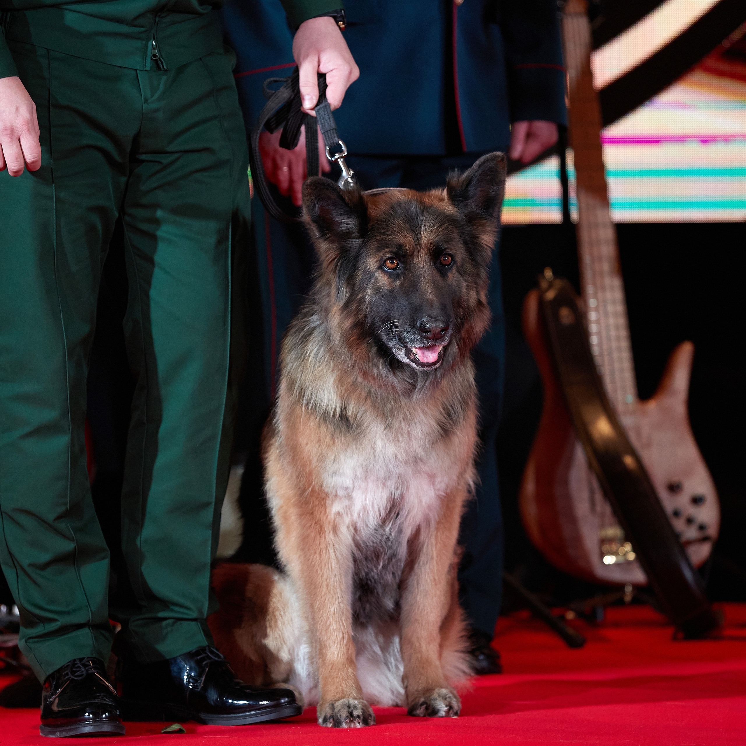 Репортаж с церемонии «BEST RUSSIAN DOG 2022». ФОТОГРАФ-АНИМАЛИСТ l LANA POLYAKOVA