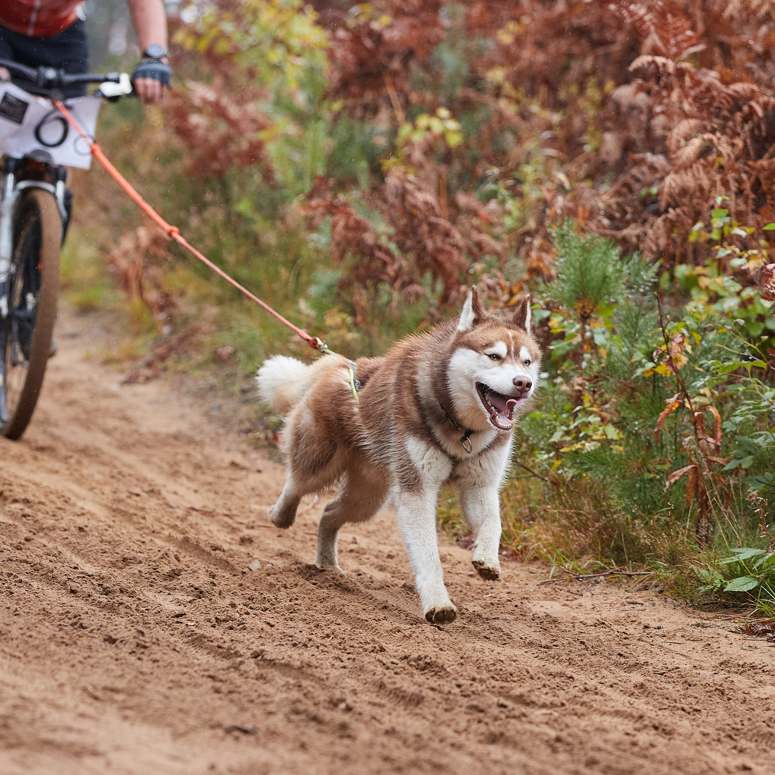 ЧЕМПИОНАТ РОССИИ РКФ 25–26 сентября 2021 г. ФОТОГРАФ-АНИМАЛИСТ l LANA POLYAKOVA