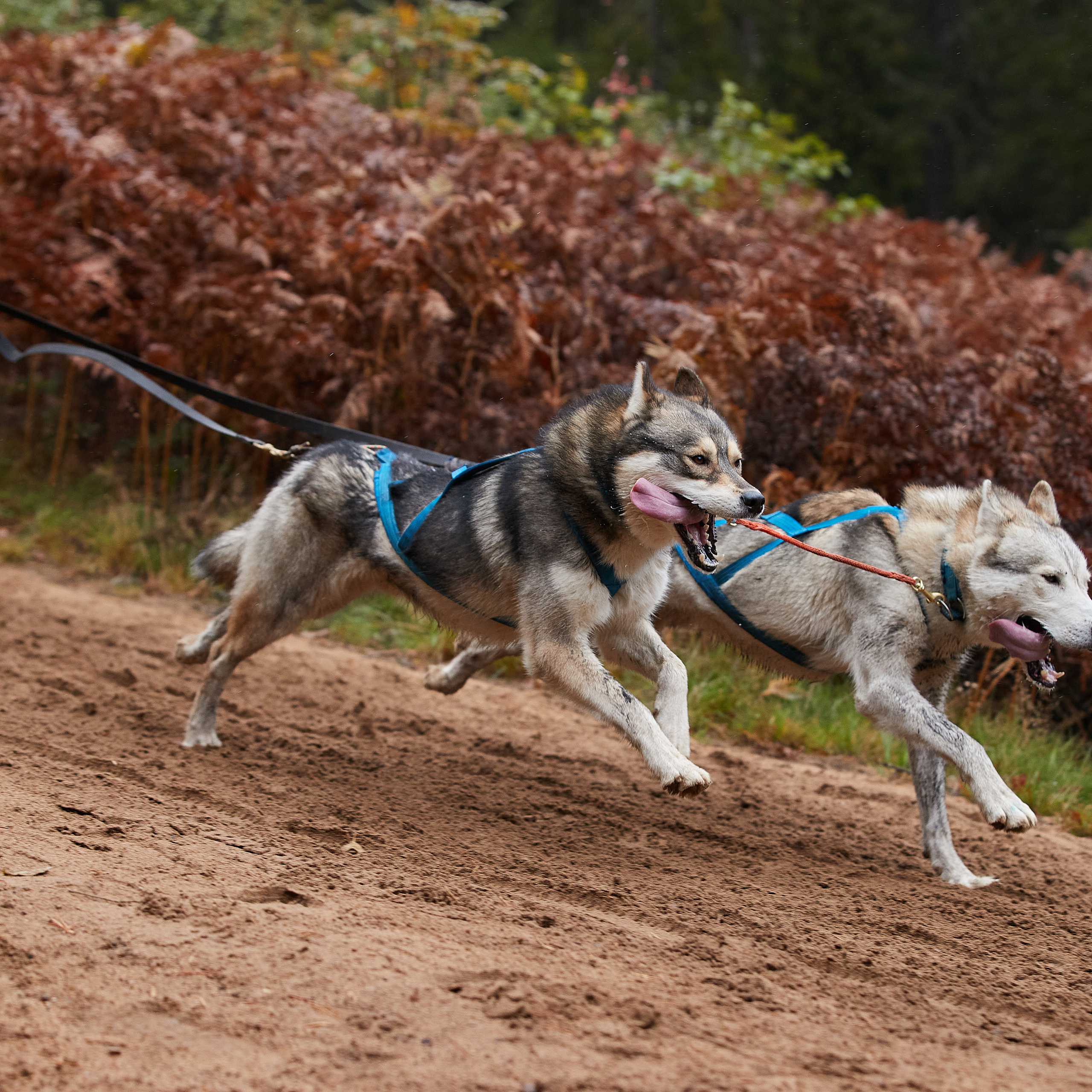 ЧЕМПИОНАТ РОССИИ РКФ 25–26 сентября 2021 г. ФОТОГРАФ-АНИМАЛИСТ l LANA POLYAKOVA