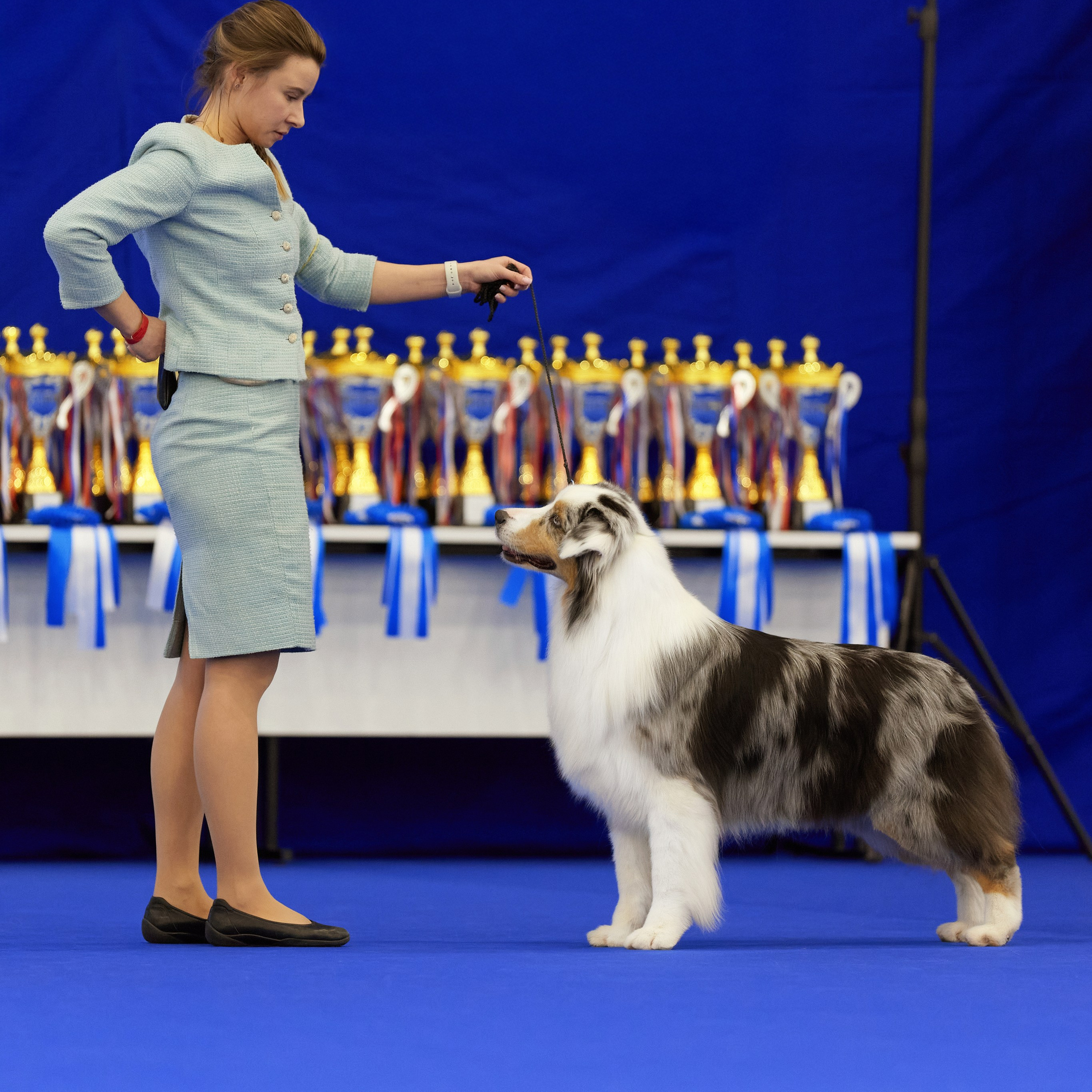 ВЫСТАВКА СОБАК С ОСОБЫМ СТАТУСОМ «НЕВСКИЙ ПОБЕДИТЕЛЬ» 12-13-14.12.2025. ФОТОГРАФ-АНИМАЛИСТ l LANA POLYAKOVA