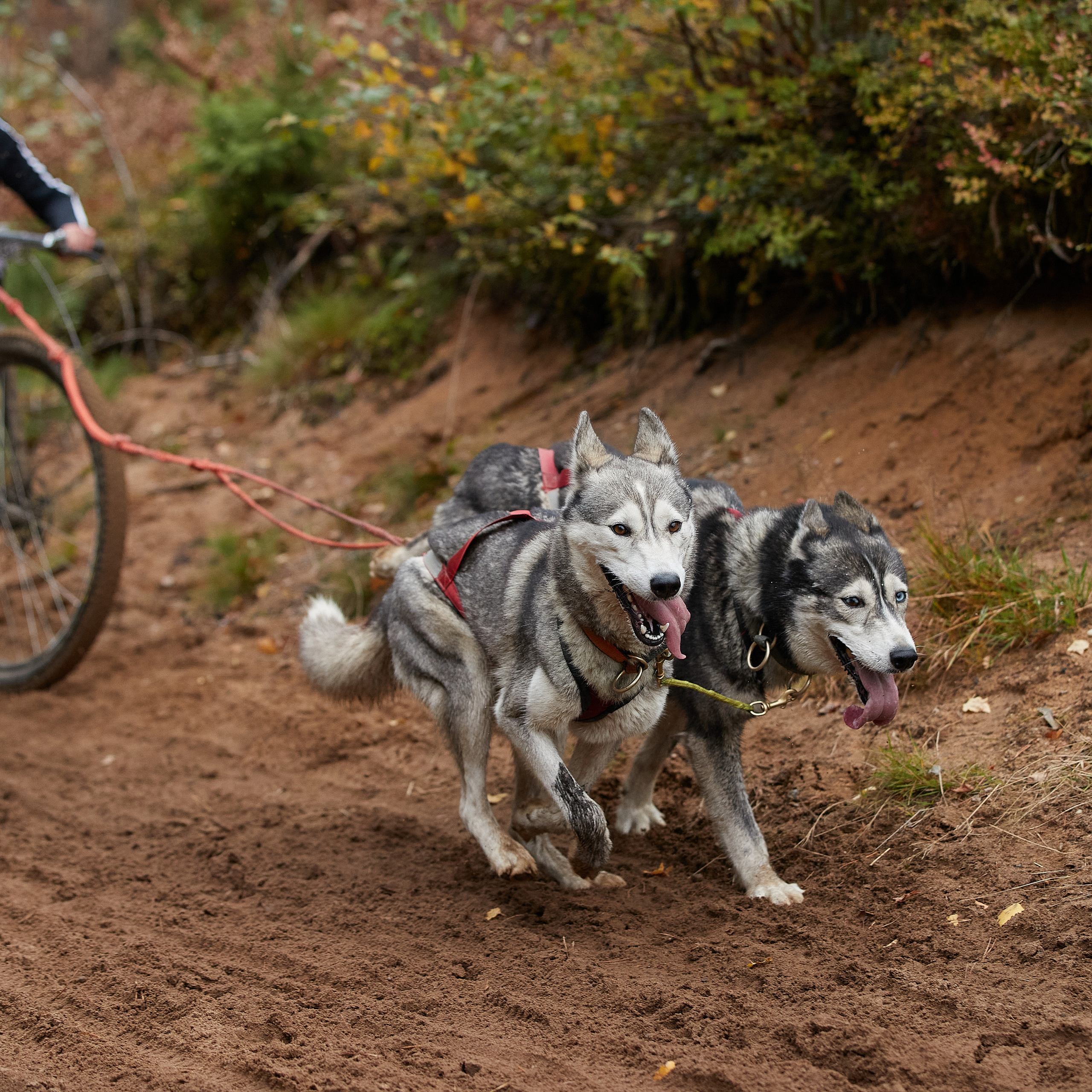 ЧЕМПИОНАТ РОССИИ РКФ 25–26 сентября 2021 г. ФОТОГРАФ-АНИМАЛИСТ l LANA POLYAKOVA