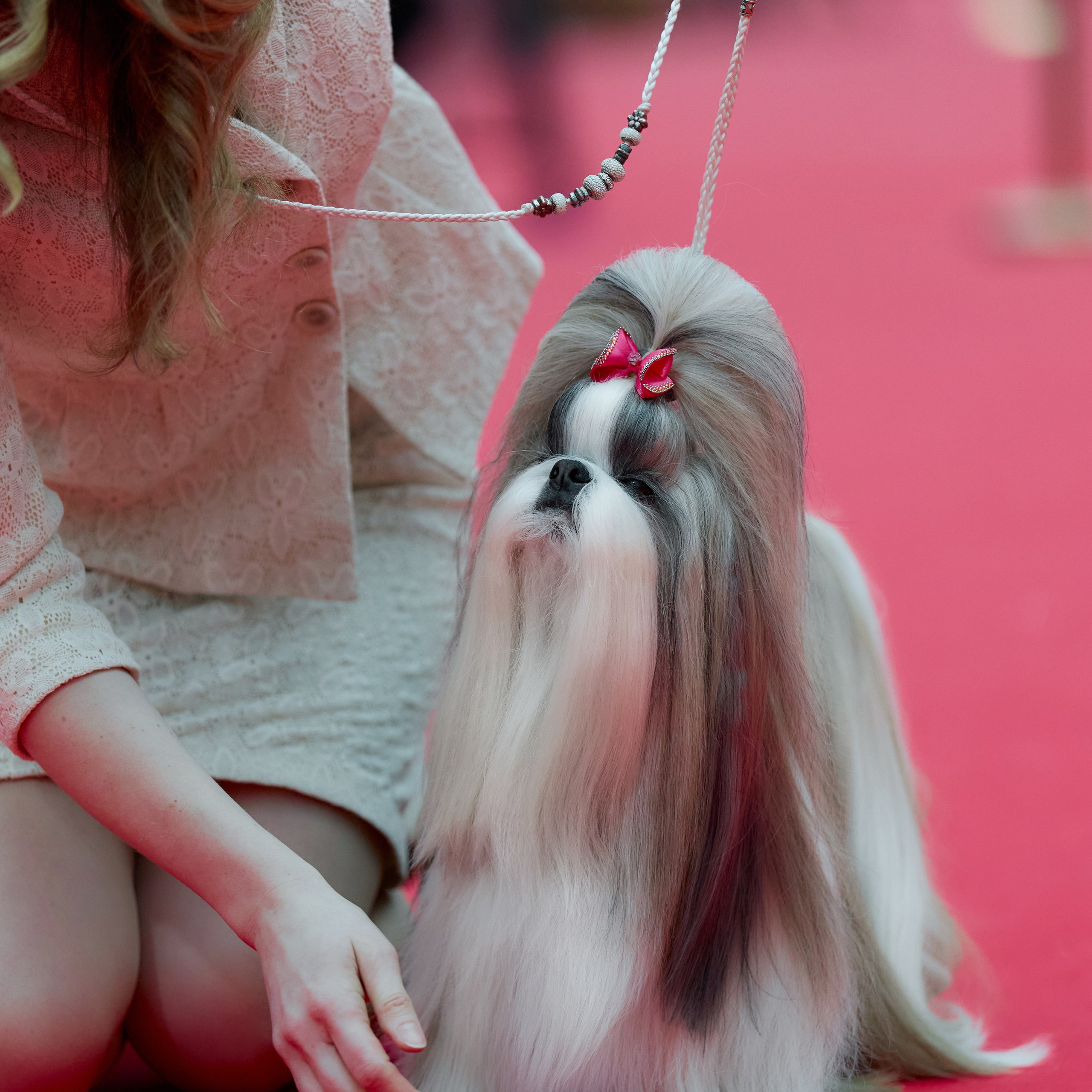 Шоу чемпионов «Лучшие собаки и кошки России». ФОТОГРАФ-АНИМАЛИСТ l LANA POLYAKOVA