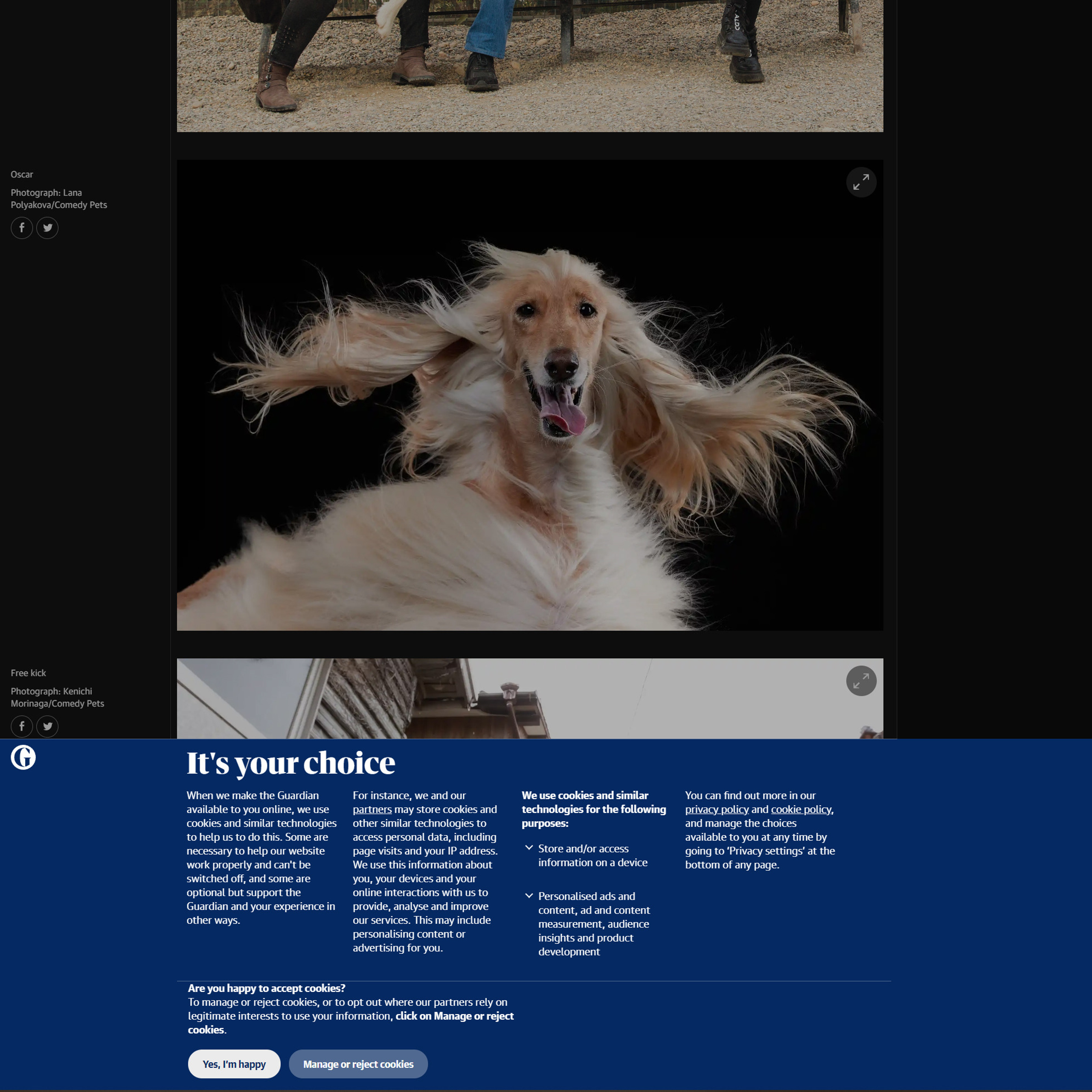 Победы в фотоконкурсах. ФОТОГРАФ-АНИМАЛИСТ l LANA POLYAKOVA