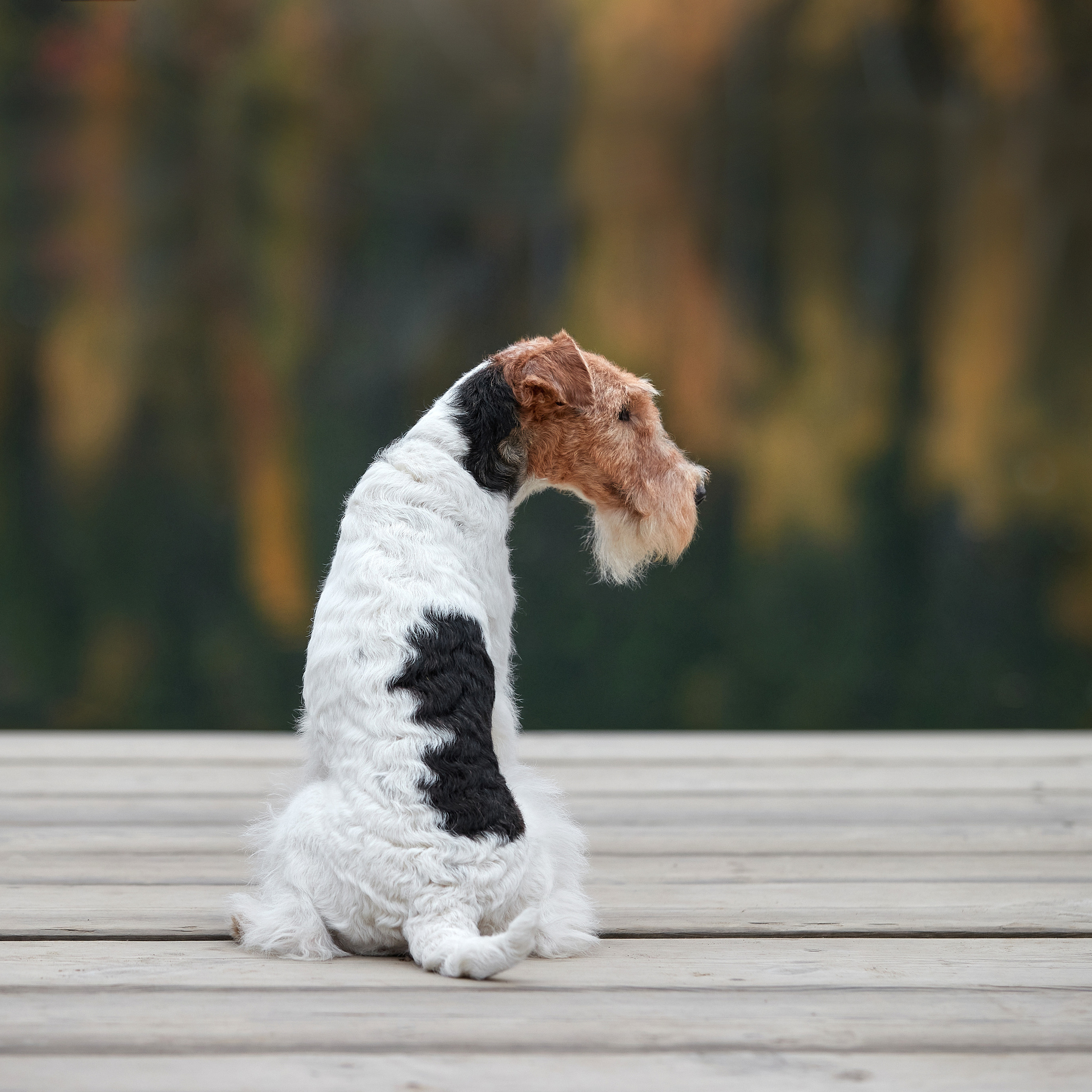 Путешествие к Байкалу. Фотосессии в Иркутске. ФОТОГРАФ-АНИМАЛИСТ l LANA POLYAKOVA