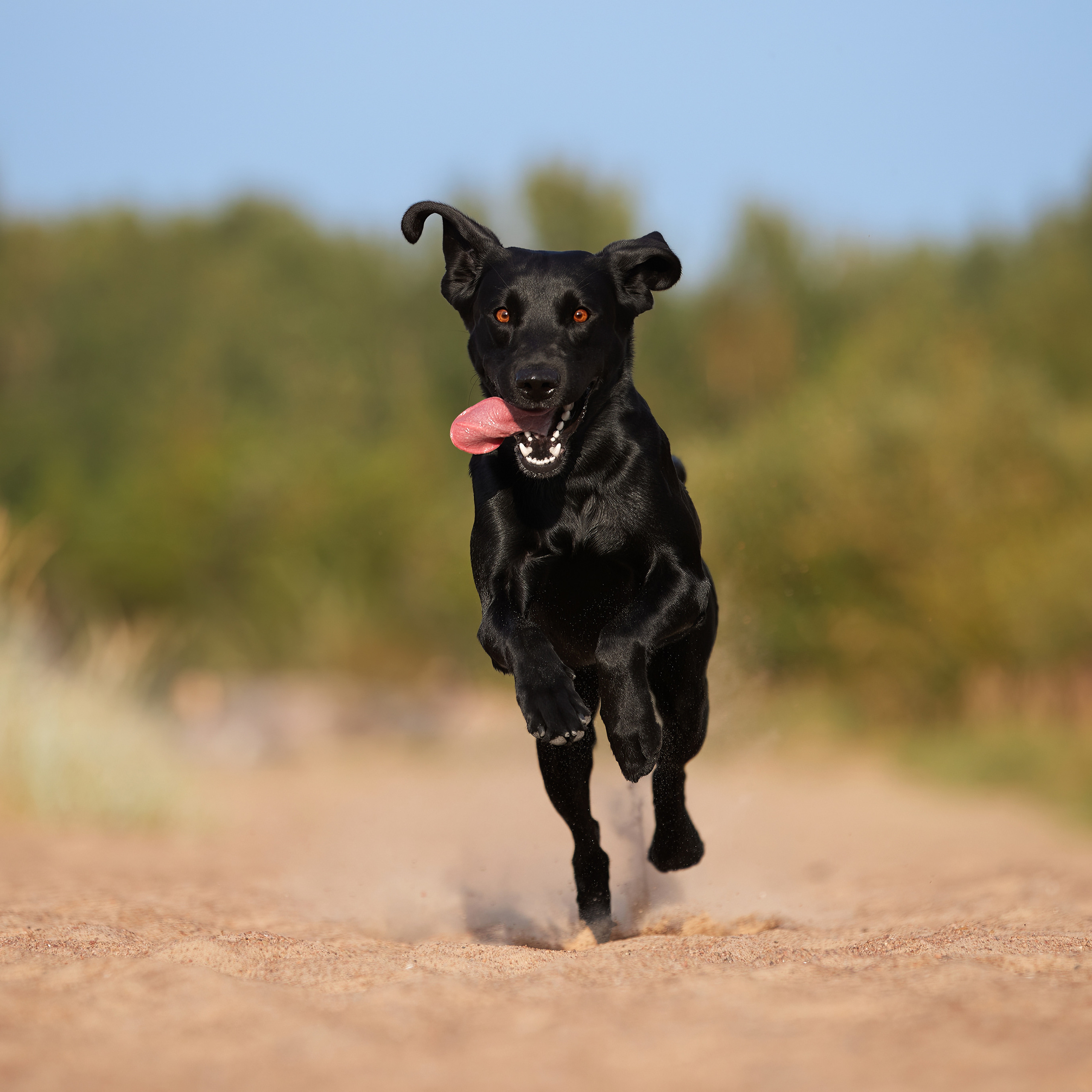 Фотопрогулка для Аджи. Вода!. ФОТОГРАФ-АНИМАЛИСТ l LANA POLYAKOVA