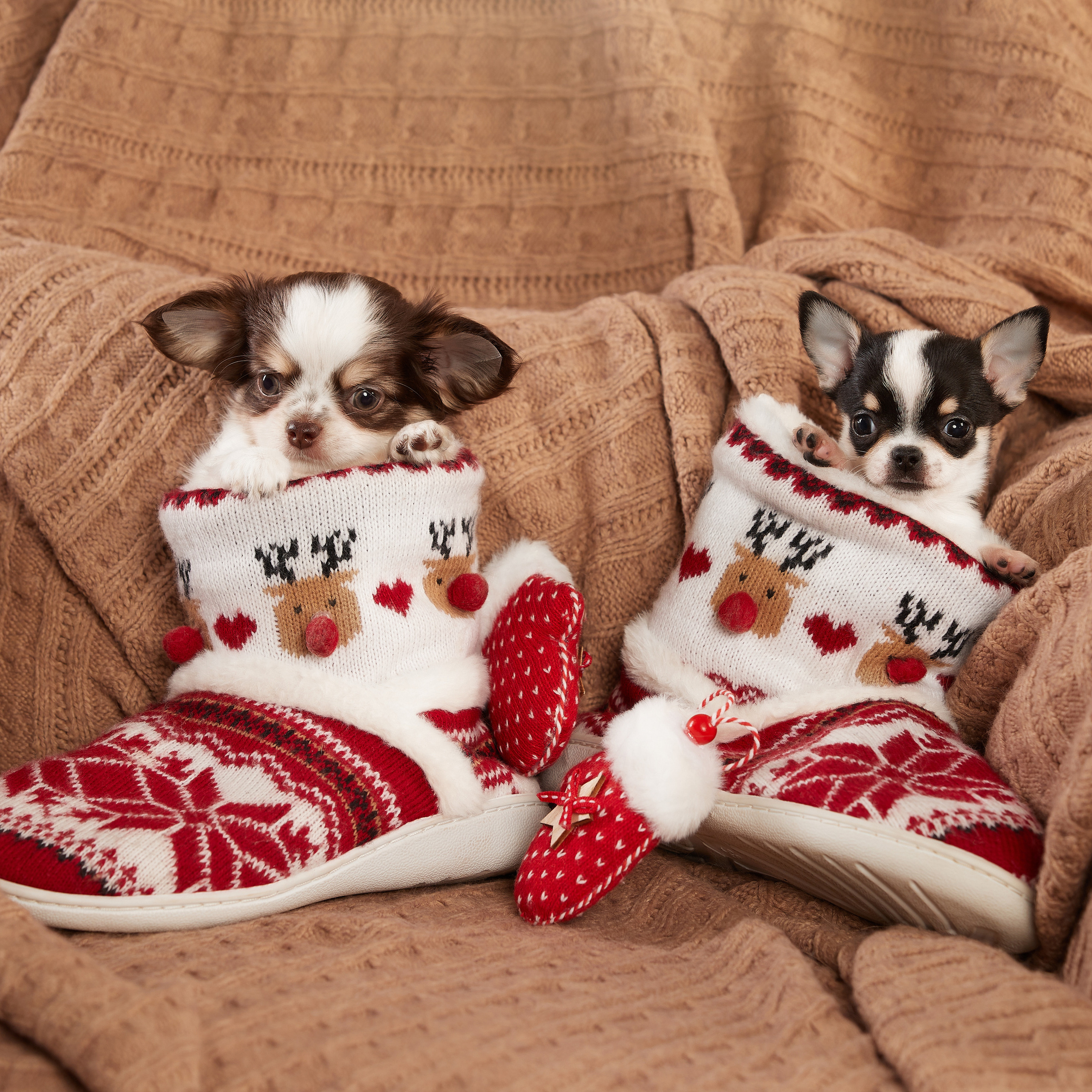 Малыши чихуахуа в новогодней студии. ФОТОГРАФ-АНИМАЛИСТ l LANA POLYAKOVA