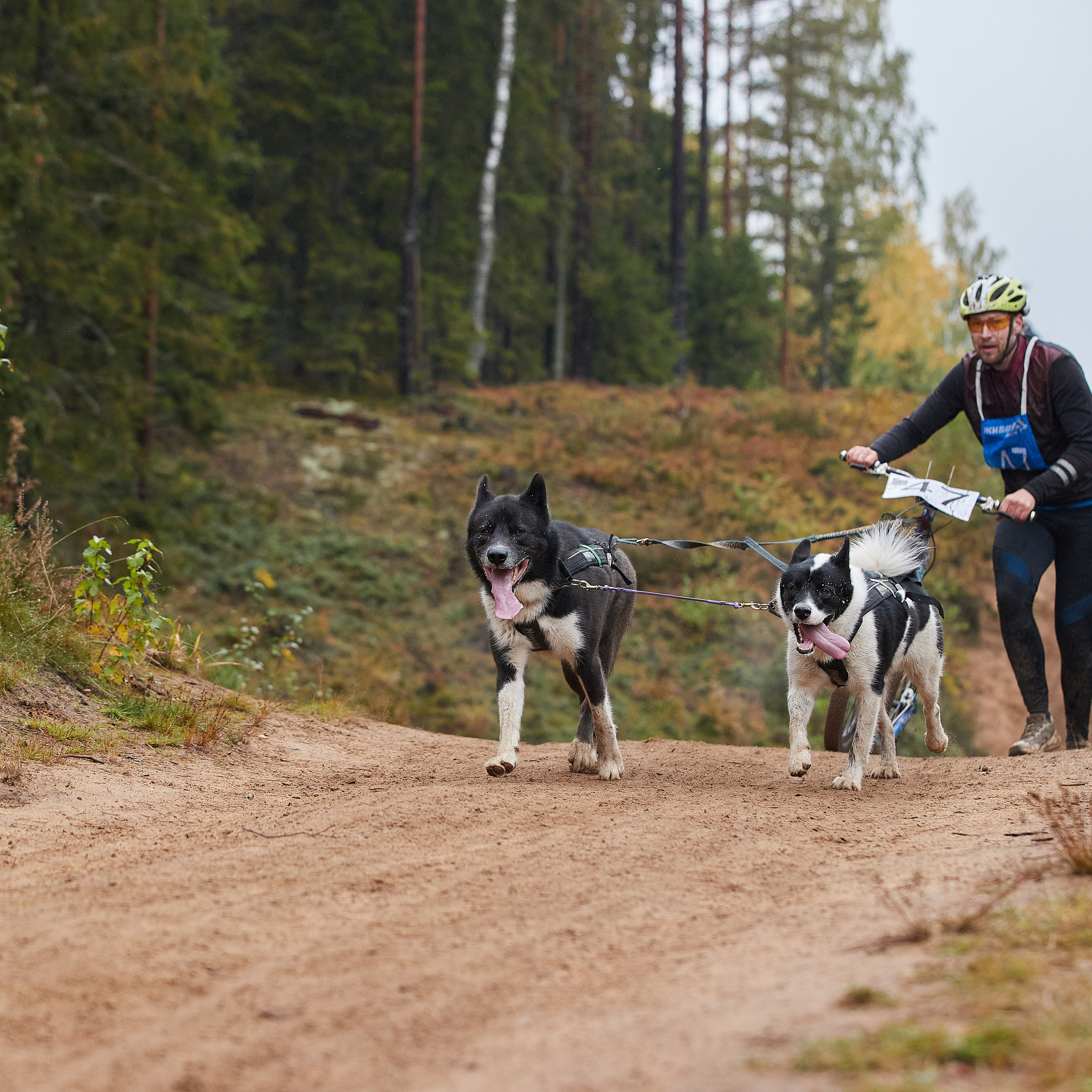 ЧЕМПИОНАТ РОССИИ РКФ 25–26 сентября 2021 г. ФОТОГРАФ-АНИМАЛИСТ l LANA POLYAKOVA