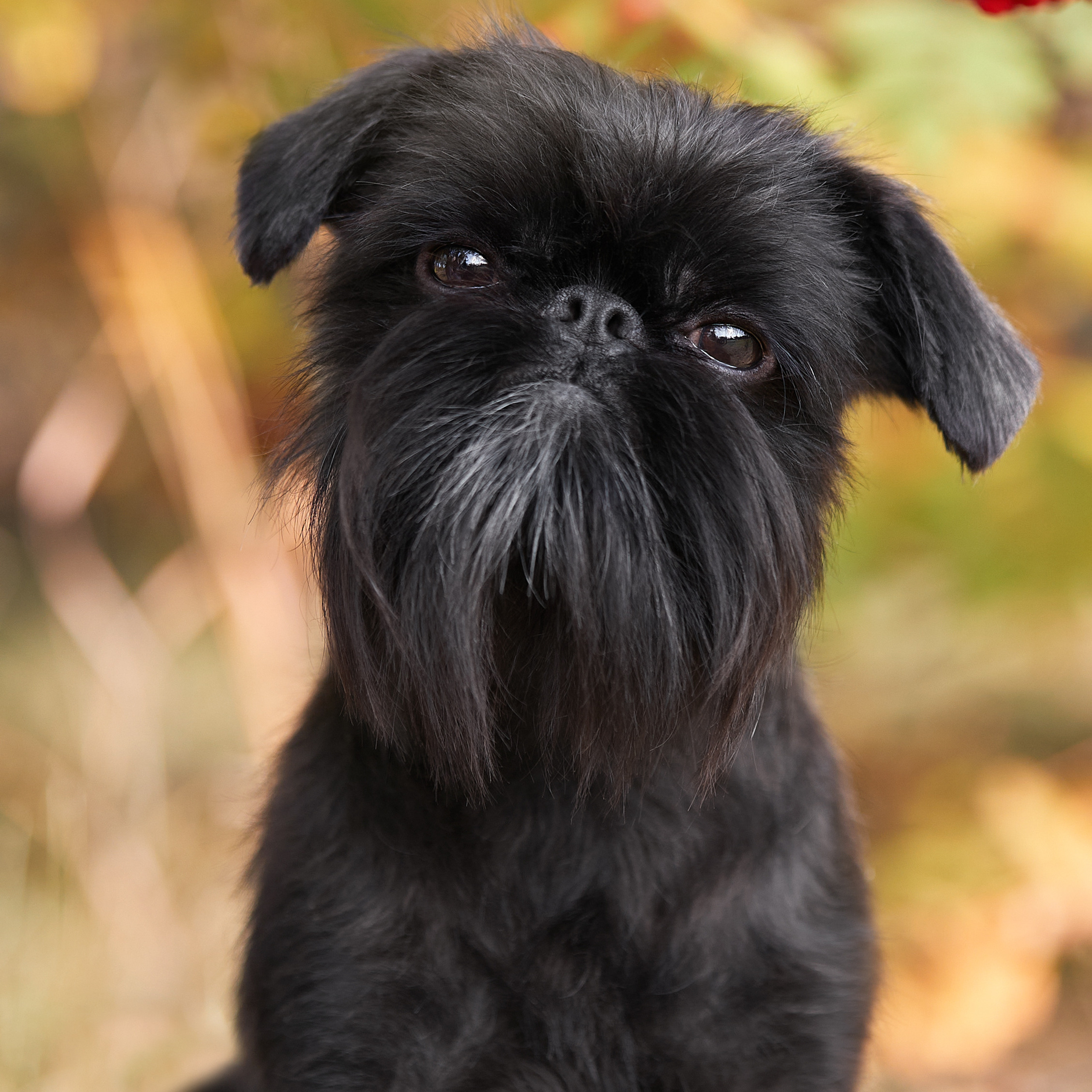 Путешествие к Байкалу. Фотосессии в Иркутске. ФОТОГРАФ-АНИМАЛИСТ l LANA POLYAKOVA