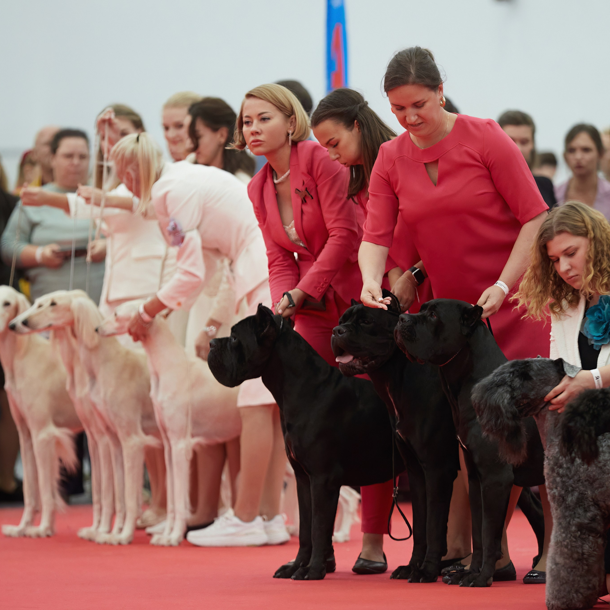 «СЕЗОН В НИЖНЕМ» НИЖНИЙ НОВГОРОД-2024. ФОТОГРАФ-АНИМАЛИСТ l LANA POLYAKOVA