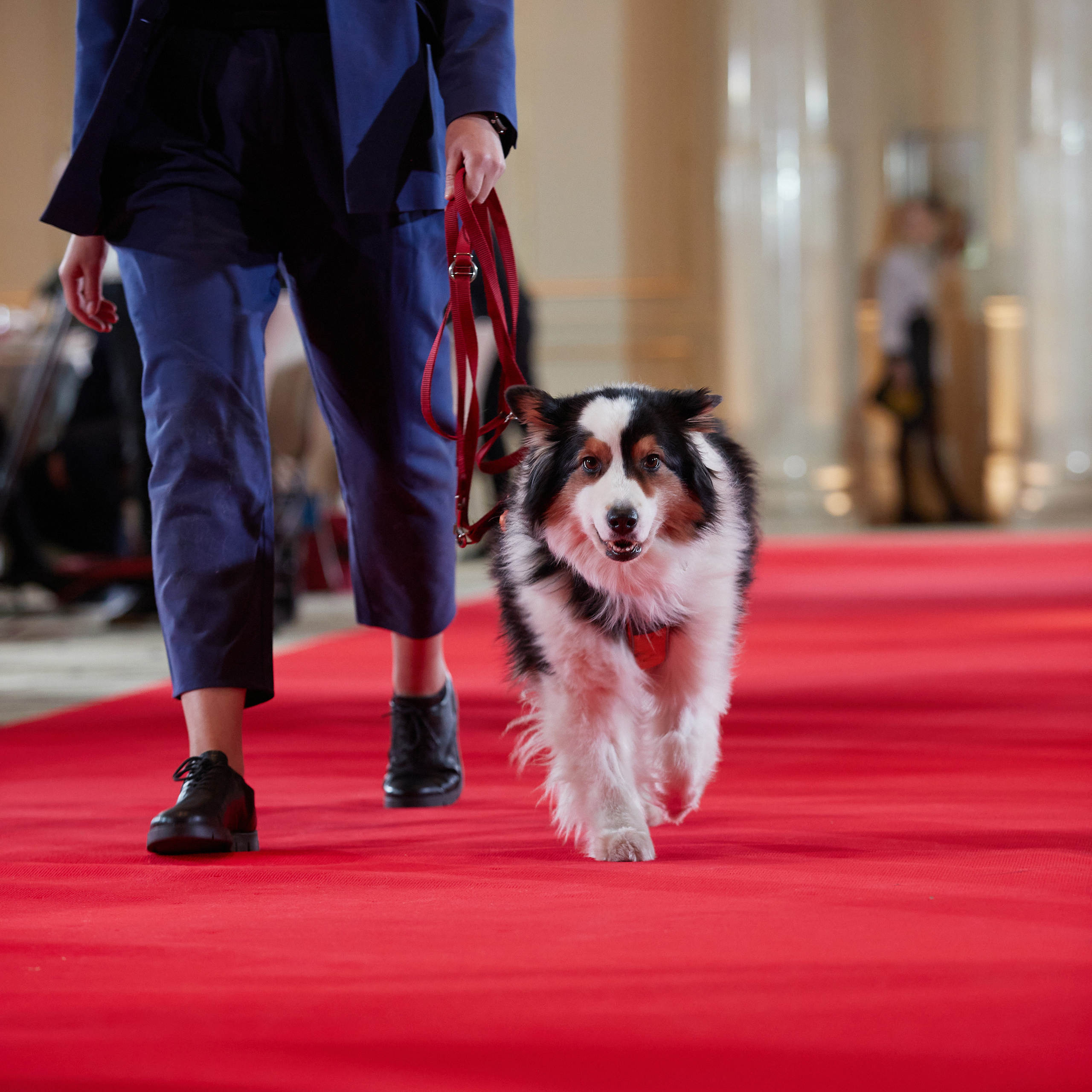 Репортаж с церемонии «BEST RUSSIAN DOG 2022». ФОТОГРАФ-АНИМАЛИСТ l LANA POLYAKOVA