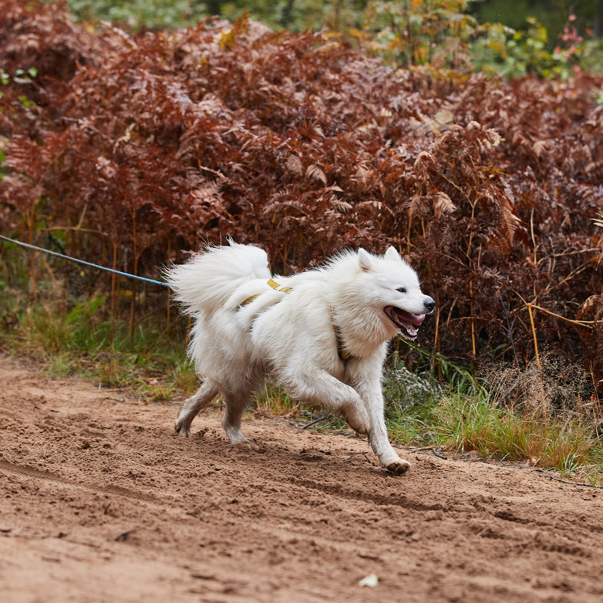ЧЕМПИОНАТ РОССИИ РКФ 25–26 сентября 2021 г. ФОТОГРАФ-АНИМАЛИСТ l LANA POLYAKOVA