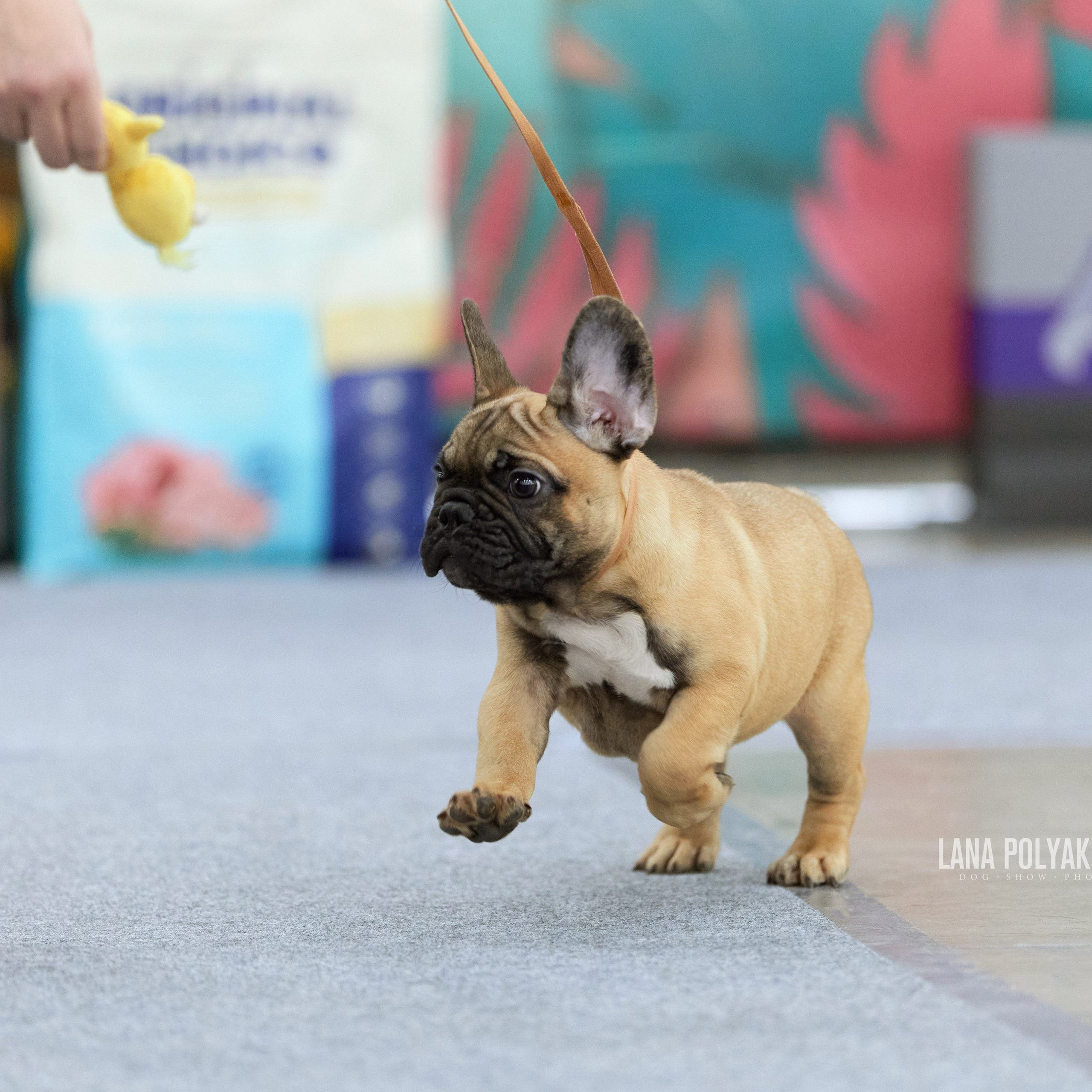 ВЫСТАВКА СОБАК С ОСОБЫМ СТАТУСОМ «НЕВСКИЙ ПОБЕДИТЕЛЬ» 12-13-14.12.2025. ФОТОГРАФ-АНИМАЛИСТ l LANA POLYAKOVA