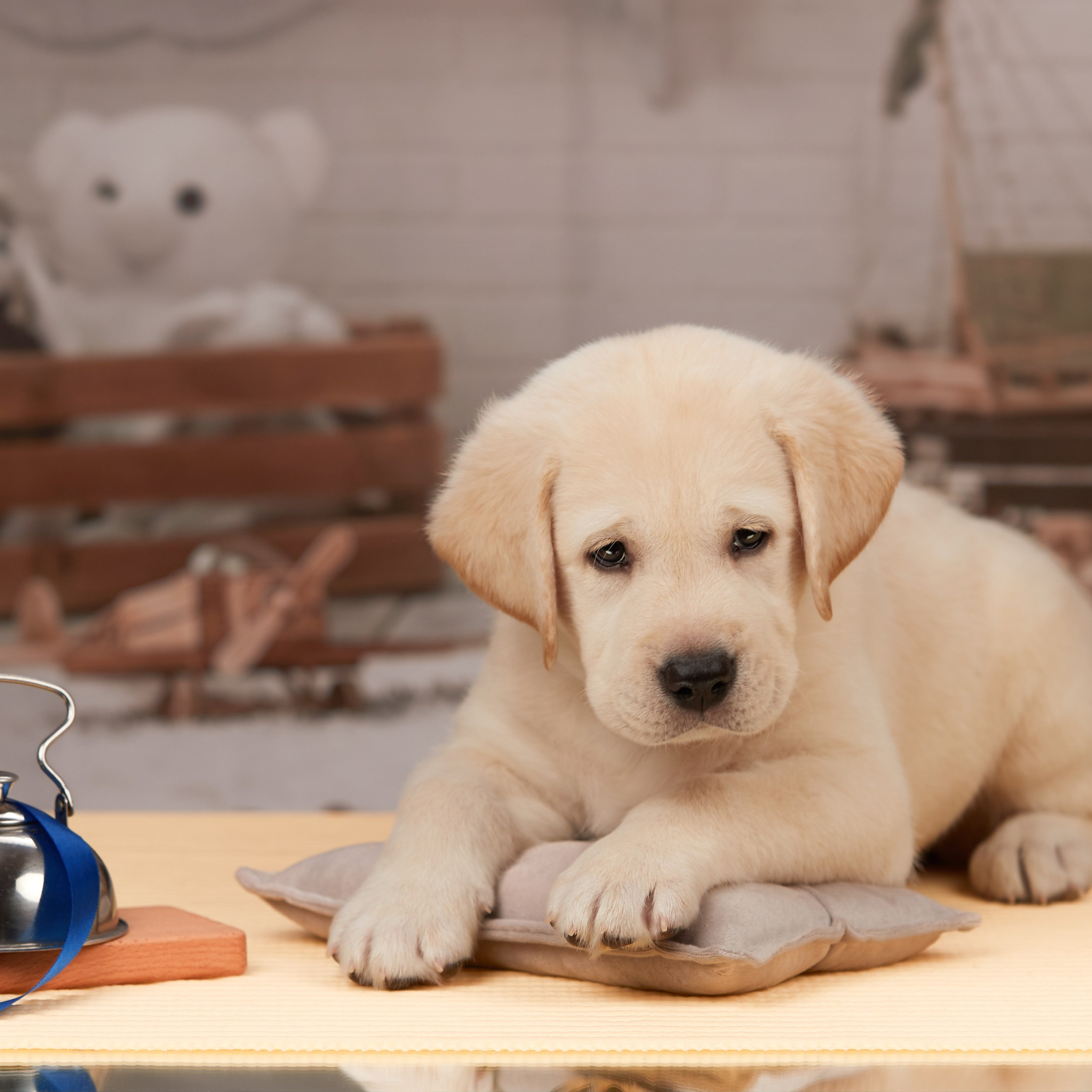 🍁Осенний лялькопад 🍁. ФОТОГРАФ-АНИМАЛИСТ l LANA POLYAKOVA