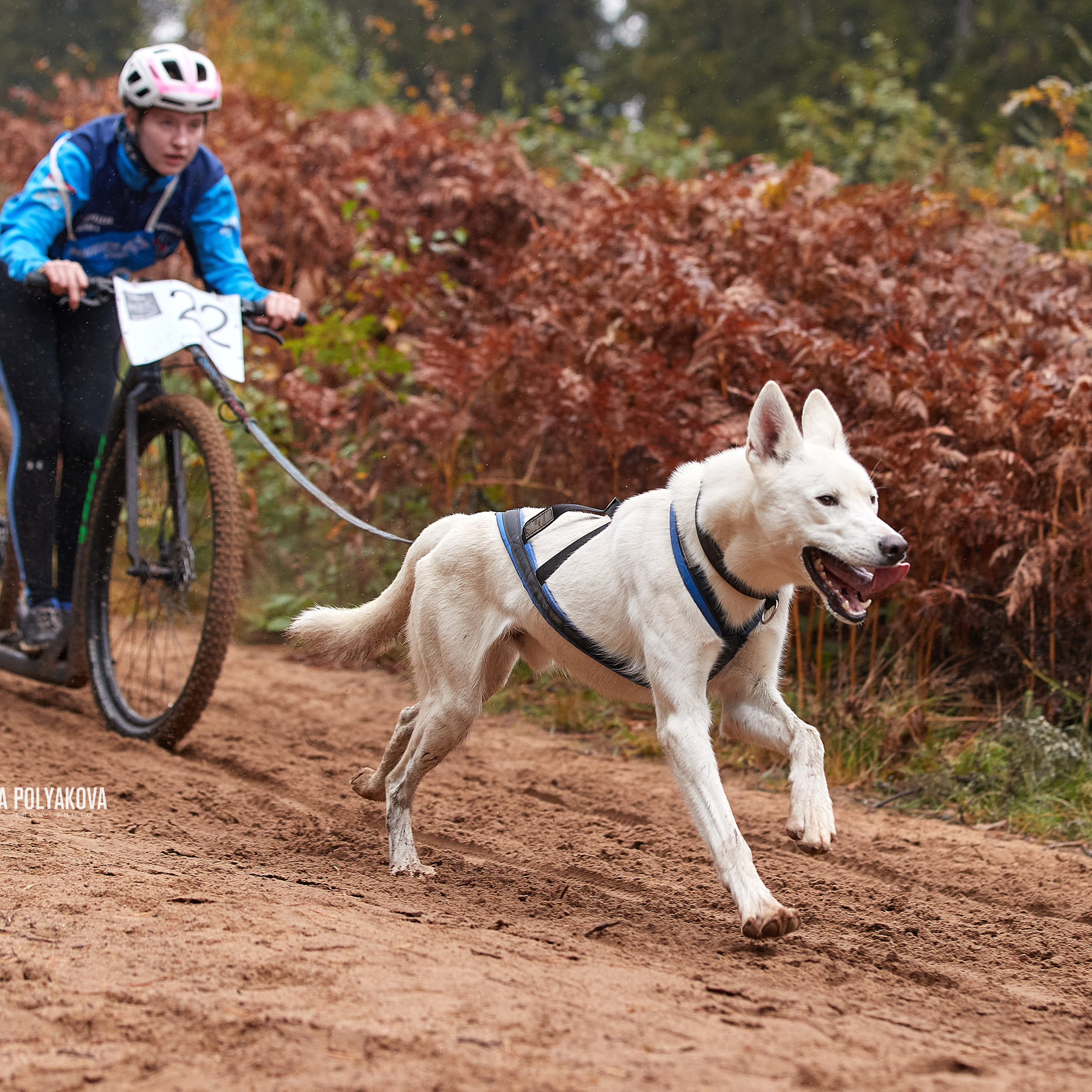 ЧЕМПИОНАТ РОССИИ РКФ 25–26 сентября 2021 г. ФОТОГРАФ-АНИМАЛИСТ l LANA POLYAKOVA